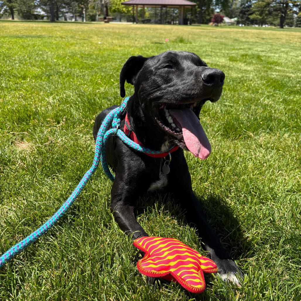 Santiago, Adoptable, Adult Male Black Labrador Retriever.
