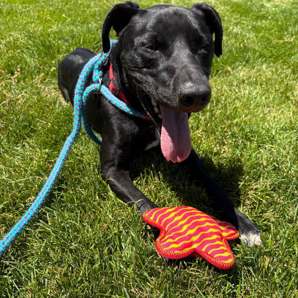 Enlarge Santiago, a Adoptable Black Labrador Retriever in Salt Lake City, UT image 2/6