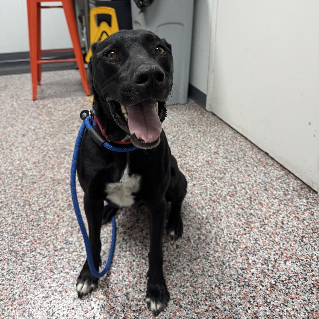Enlarge Santiago, a Adoptable Black Labrador Retriever in Salt Lake City, UT image 3/6