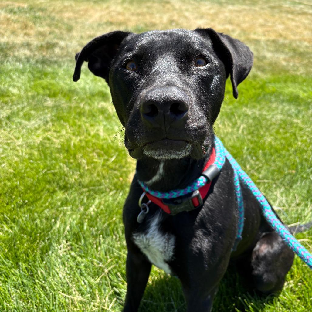 Enlarge Santiago, a Adoptable Black Labrador Retriever in Salt Lake City, UT image 4/6