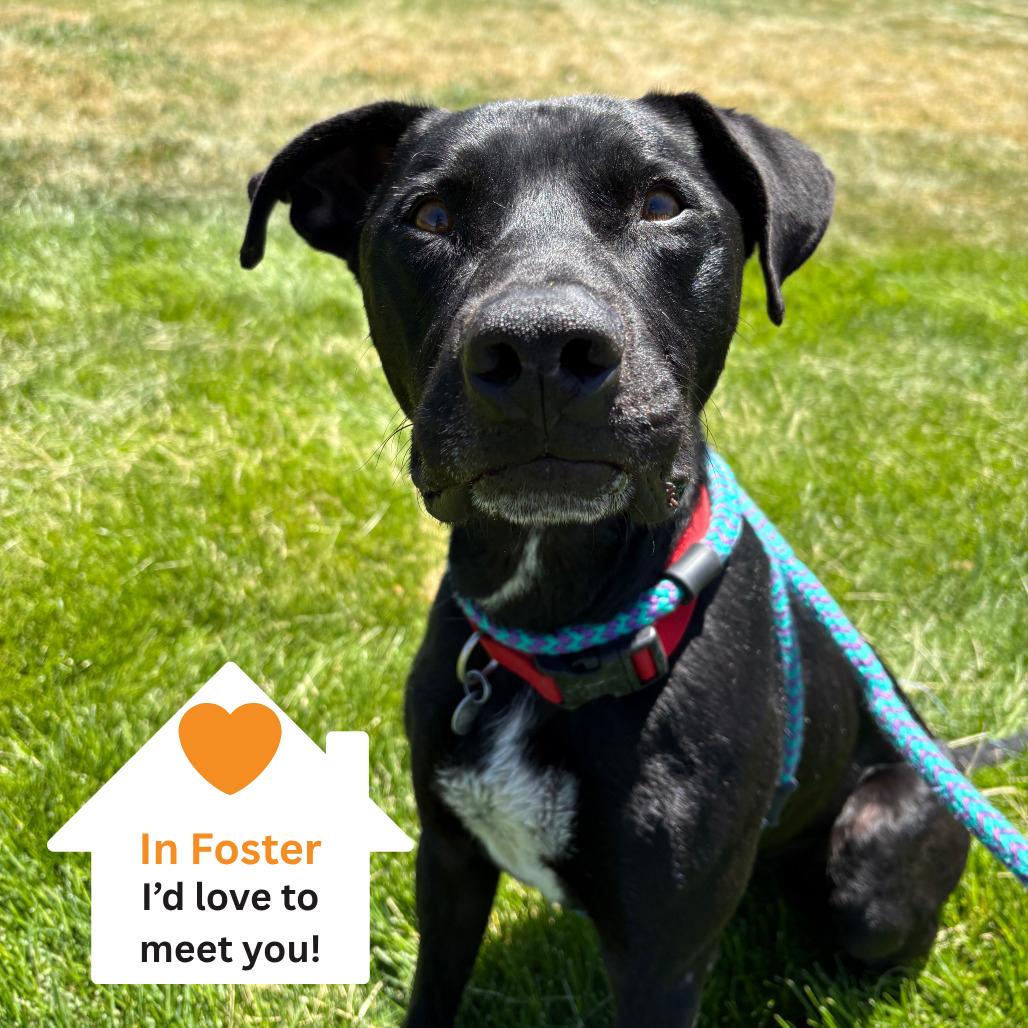 Enlarge Santiago, a Adoptable Black Labrador Retriever in Salt Lake City, UT image 5/6
