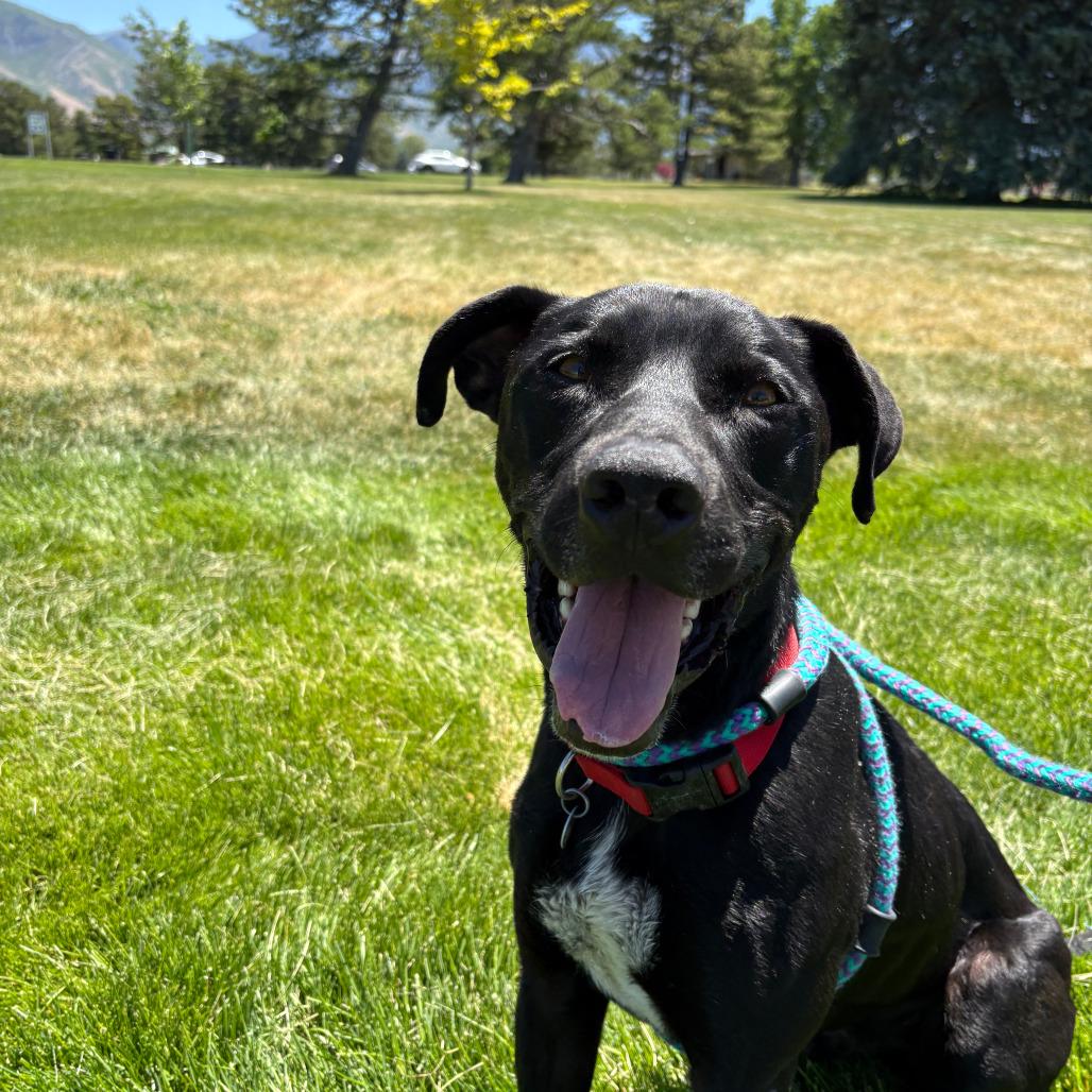 Enlarge Santiago, a Adoptable Black Labrador Retriever in Salt Lake City, UT image 6/6