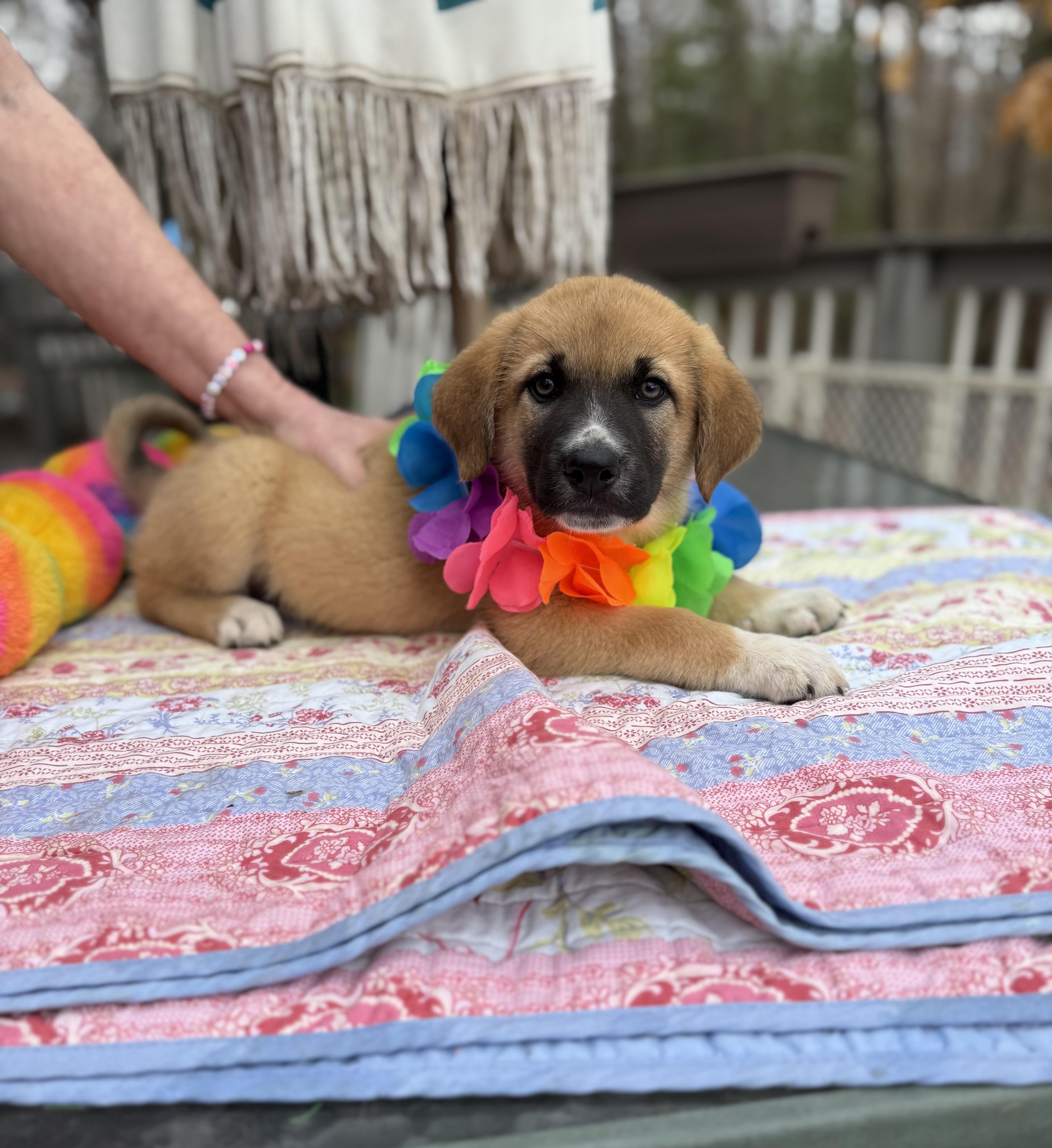 Enlarge Rustie , an adopted mixed breed in White Lake, MI image 1/6