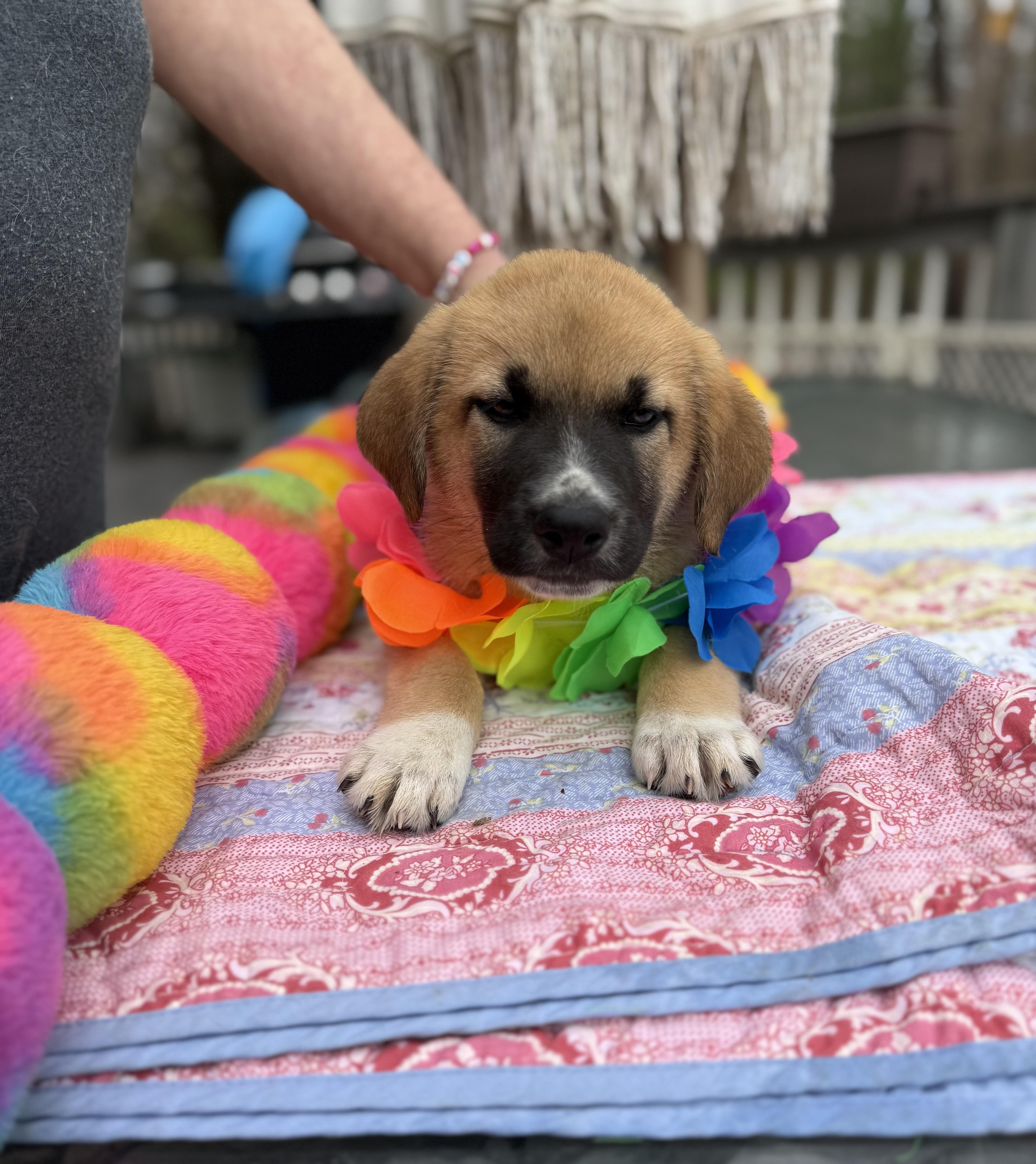 Enlarge Rustie , an adopted mixed breed in White Lake, MI image 4/6