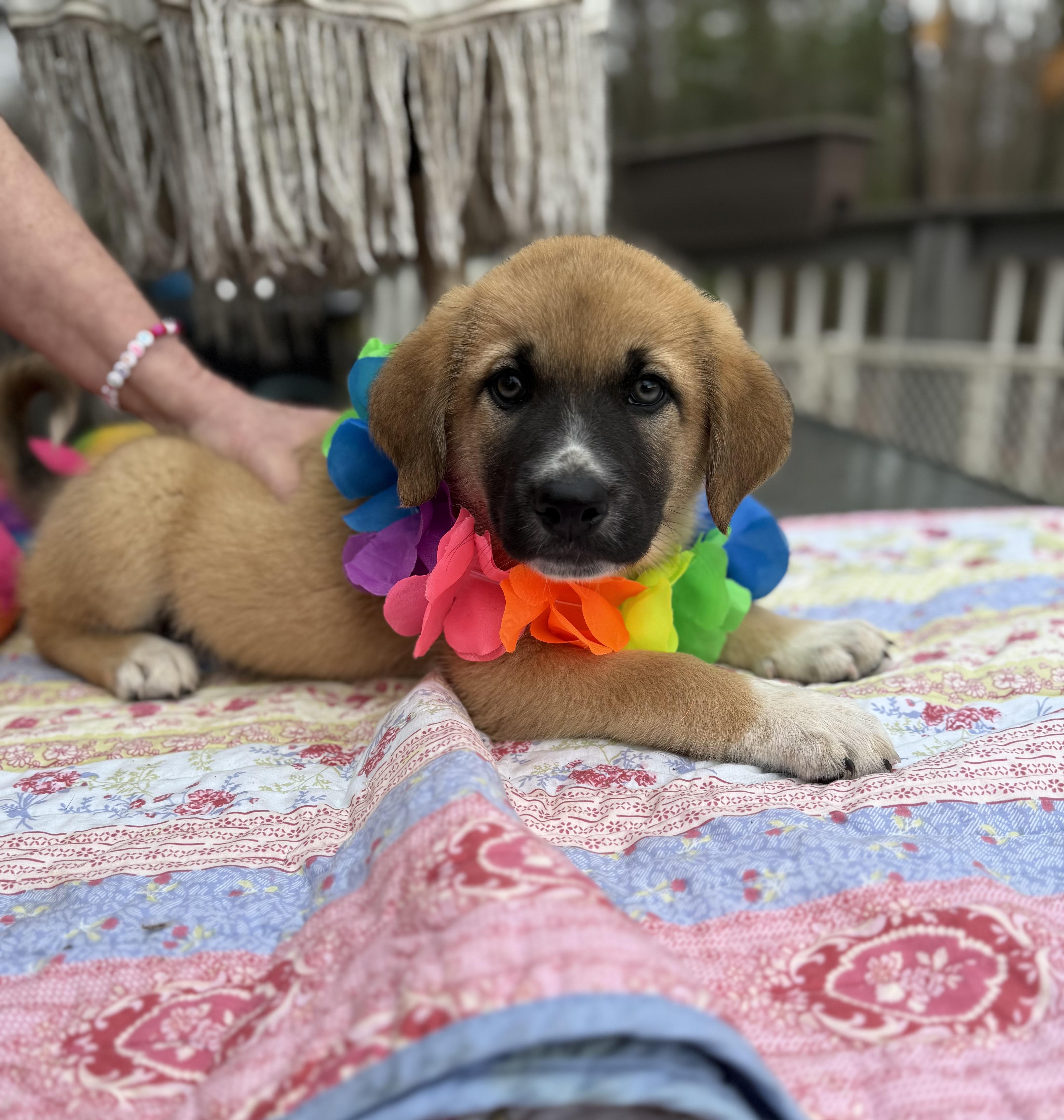 Enlarge Rustie , an adopted mixed breed in White Lake, MI image 2/6