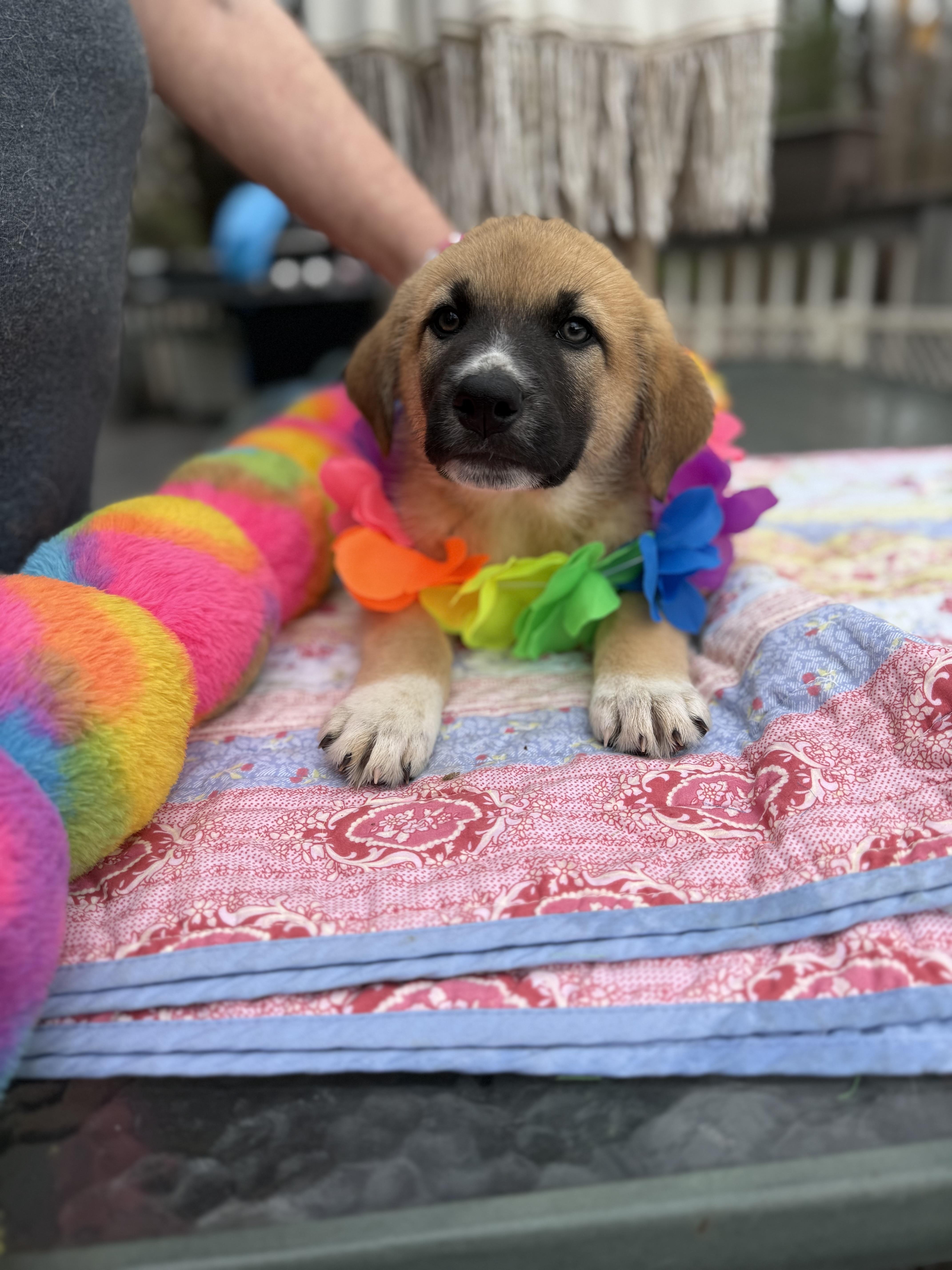 Enlarge Rustie , an adopted mixed breed in White Lake, MI image 3/6