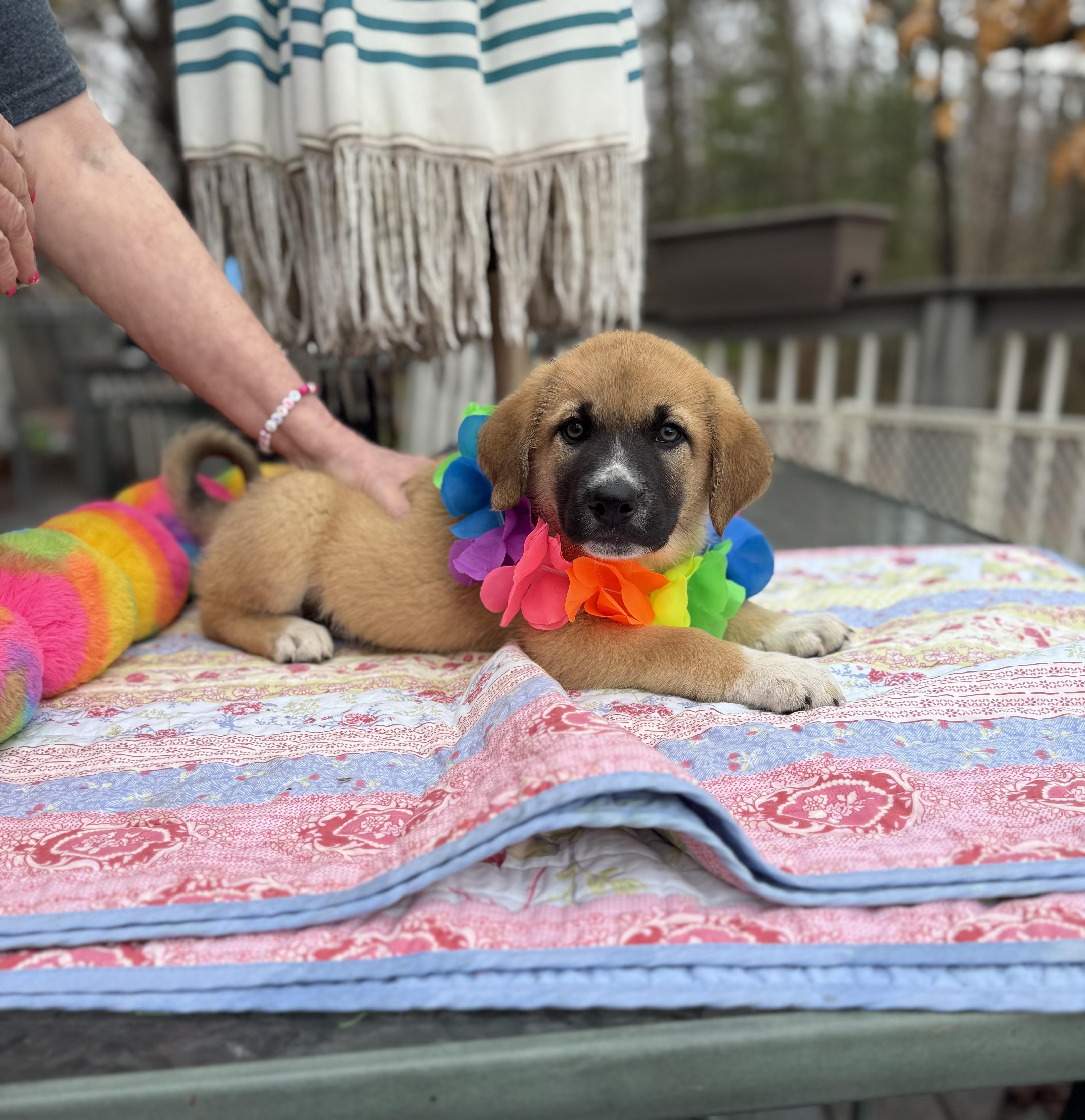 Enlarge Rustie , an adopted mixed breed in White Lake, MI image 5/6