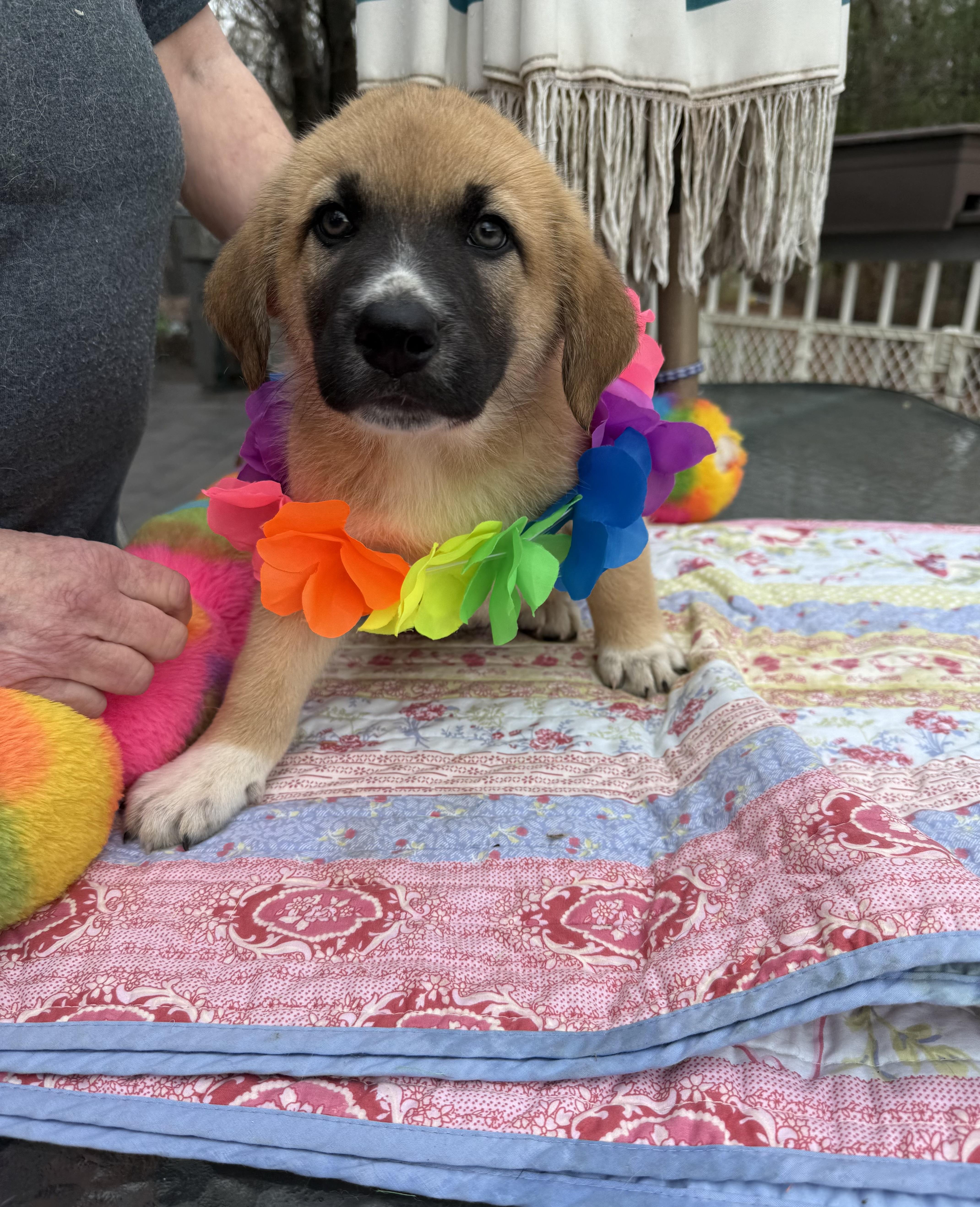 Enlarge Rustie , an adopted mixed breed in White Lake, MI image 6/6