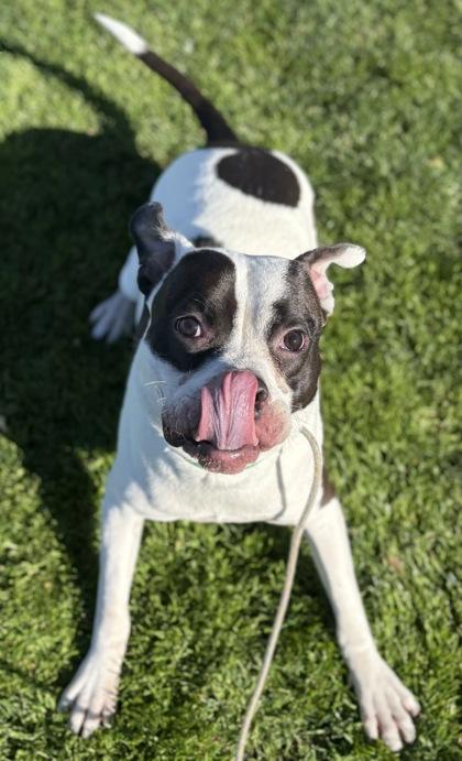 Buddy, Adoptable, Adult Male Pit Bull Terrier & Mixed Breed.