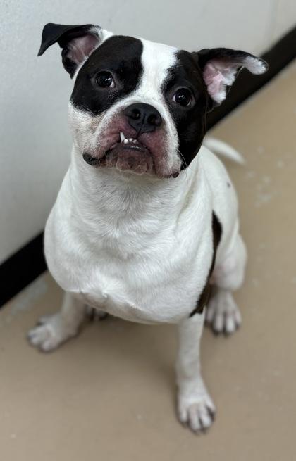 Enlarge Buddy, a Adoptable mixed breed in Phoenix, AZ image 2/3