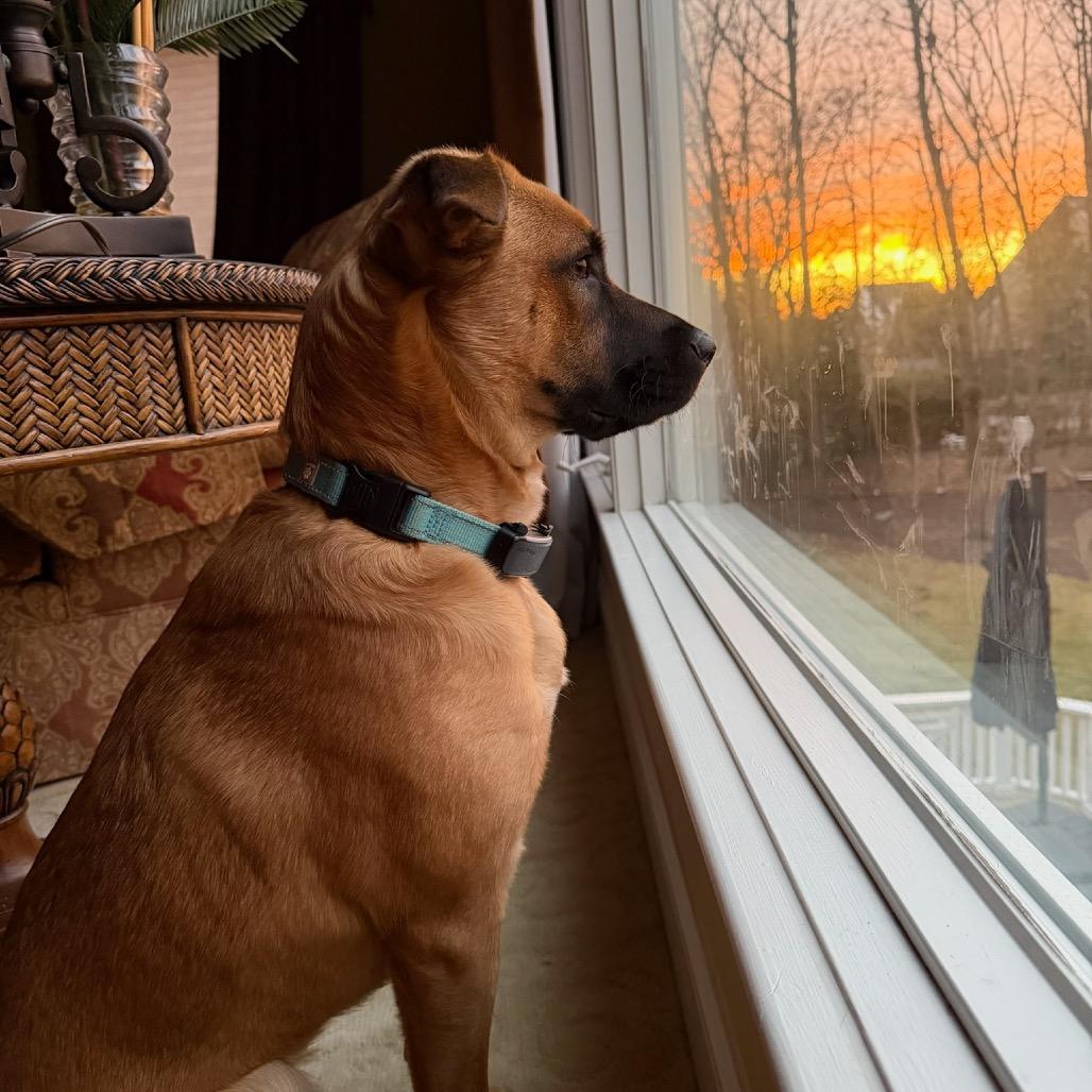 Maple, Adoptable, Adult Female Shepherd & Mixed Breed.