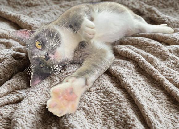 Enlarge Banjo, a Adoptable Domestic Short Hair in Knoxville, IA image 1/1