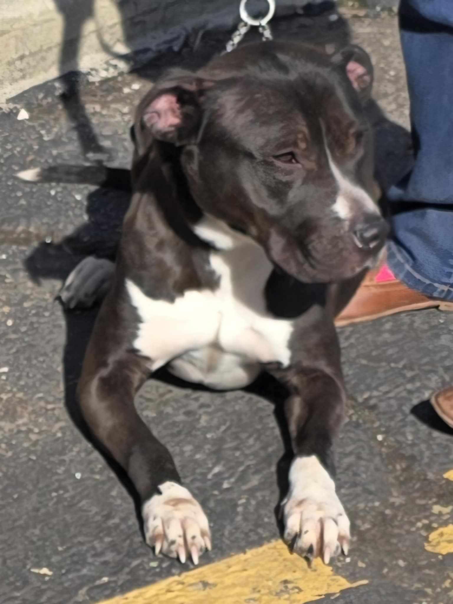 Winston Tuxedo, Adoptable, Adult Male Terrier.