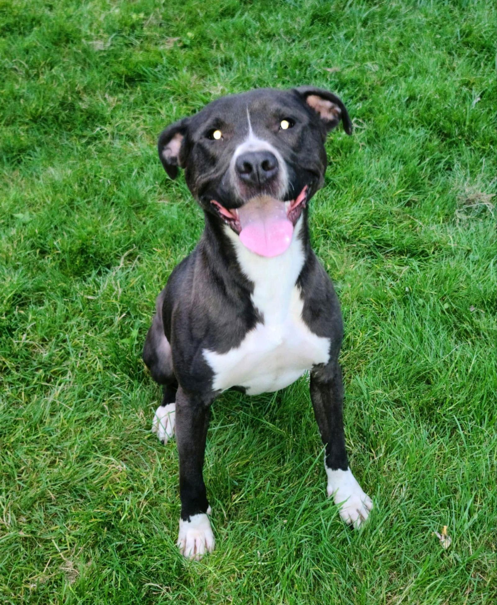 Winston Tuxedo, Adoptable, Adult Male Terrier.