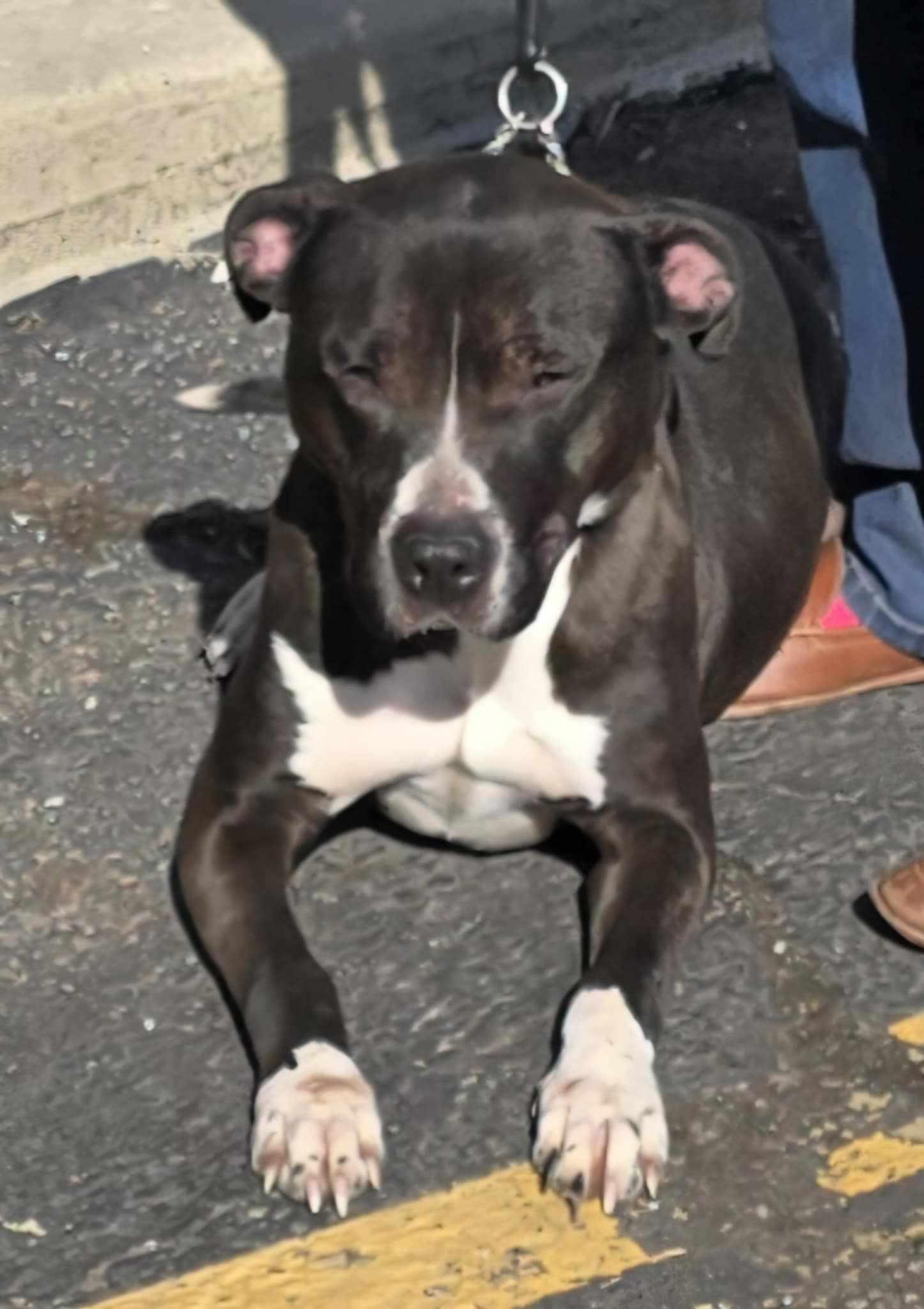 Enlarge Winston Tuxedo, a Adoptable Terrier in Ashville, OH image 3/3