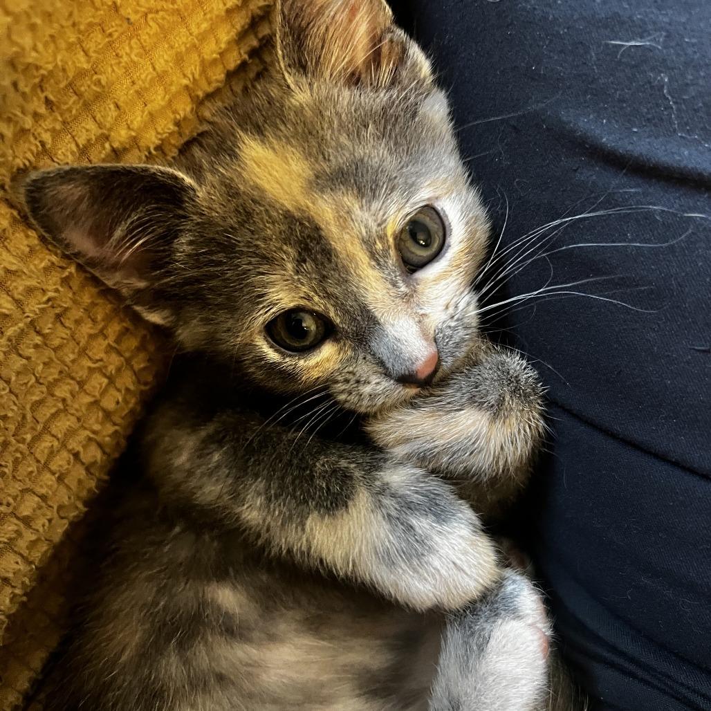 Josie, Adoptable, Young Female Domestic Short Hair.