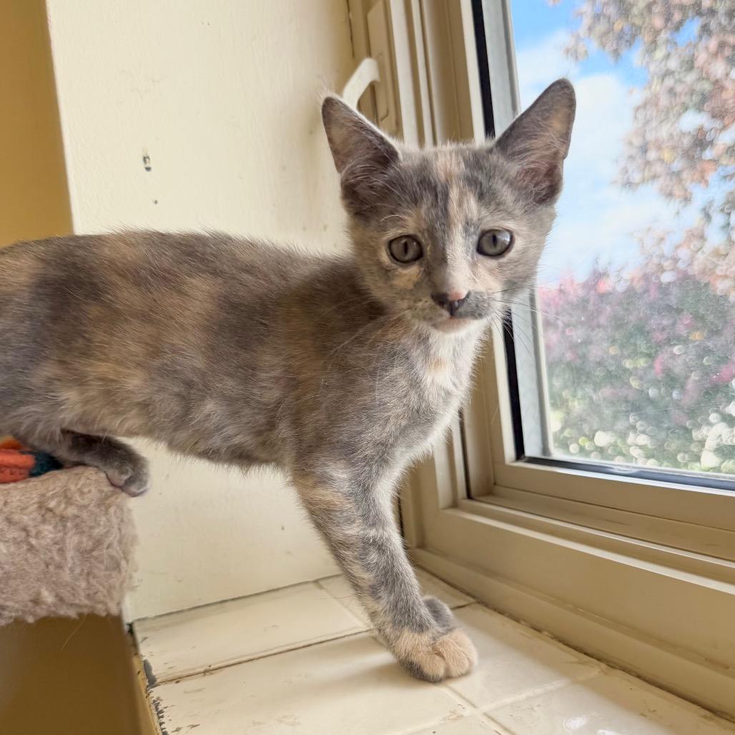 Enlarge Josie, a Adoptable Domestic Short Hair in Naperville, IL image 3/6