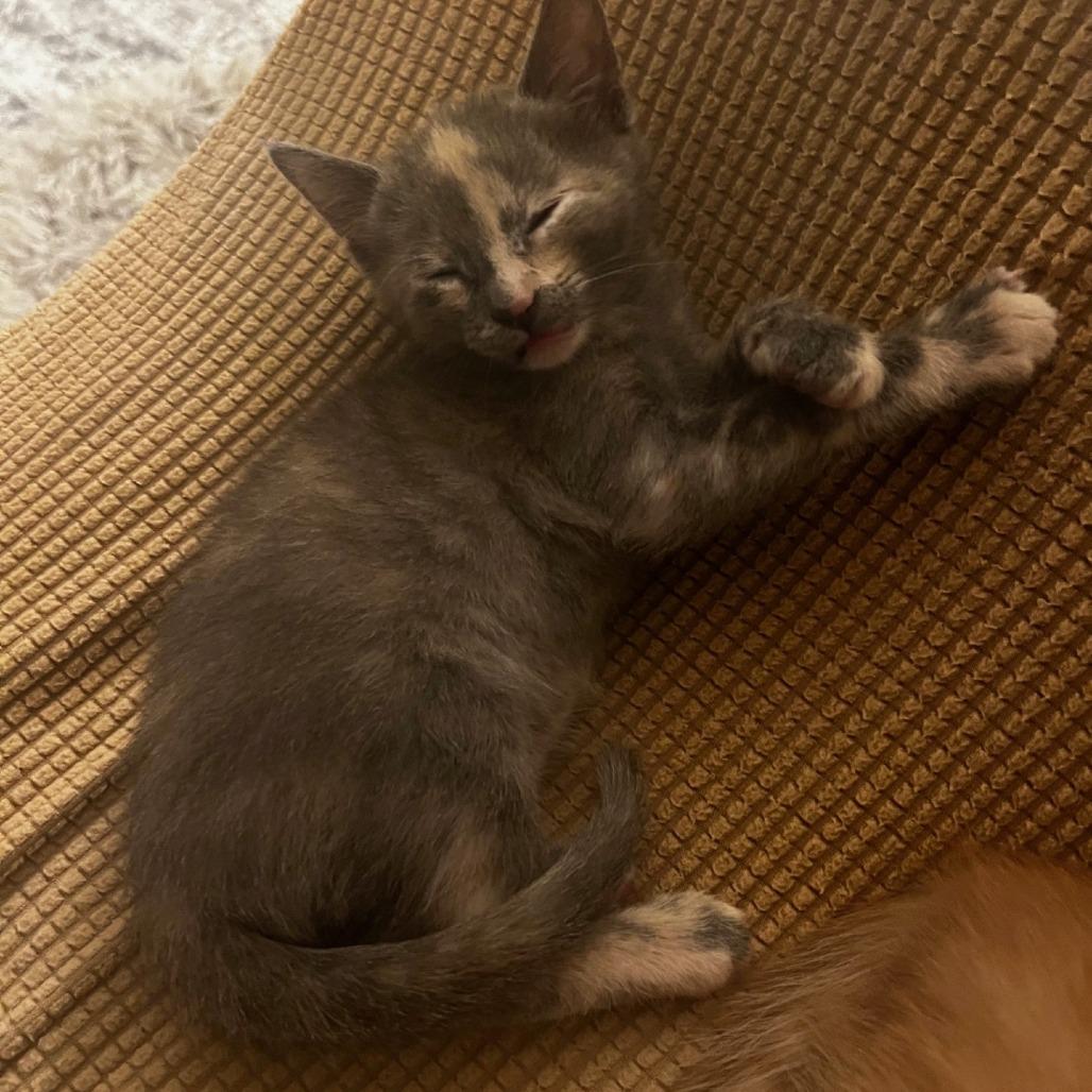 Enlarge Josie, a Adoptable Domestic Short Hair in Naperville, IL image 4/6