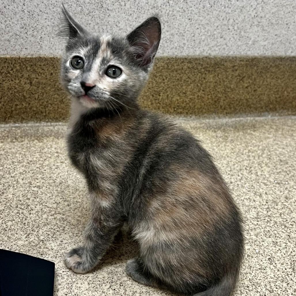 Enlarge Josie, a Adoptable Domestic Short Hair in Naperville, IL image 5/6