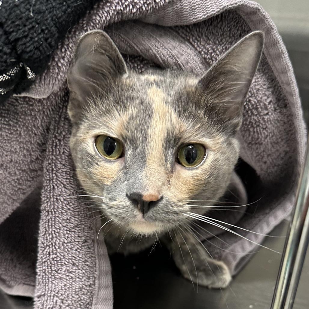 Enlarge Josie, a Adoptable Domestic Short Hair in Naperville, IL image 6/6