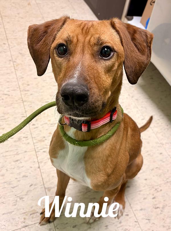 Enlarge Winnie, a ADOPTABLE Mixed Breed in Manistee, MI image 1/1