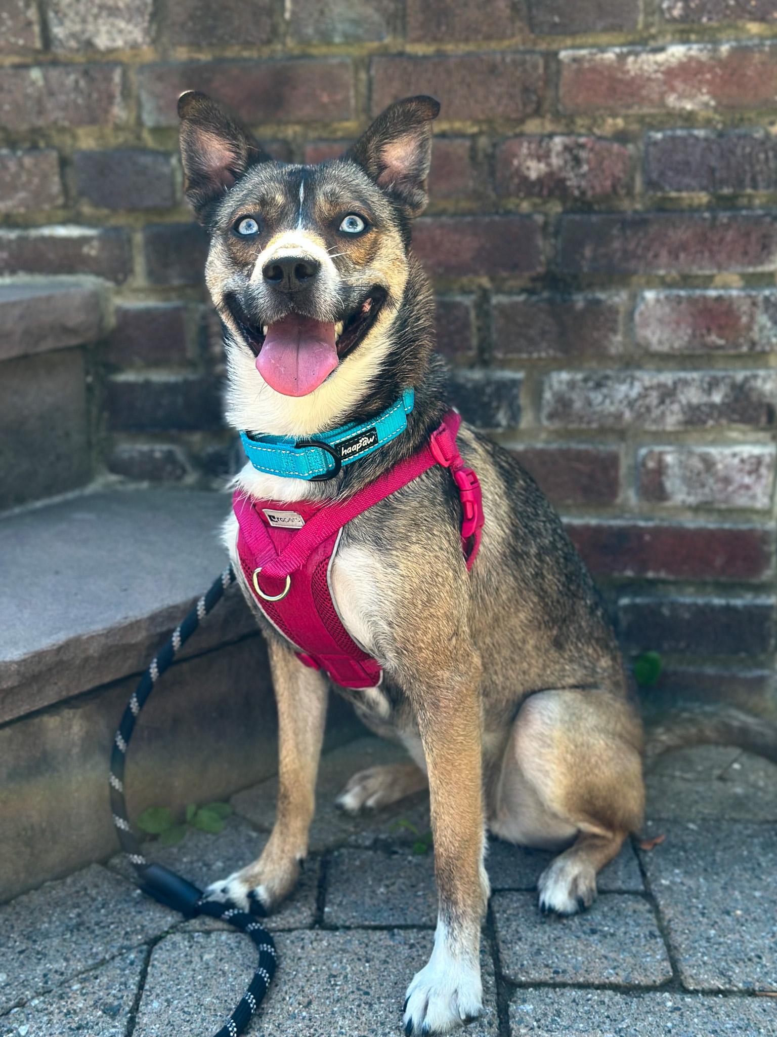 Enlarge Honey, an adoptable Pomsky in Montclair, NJ image 1/6