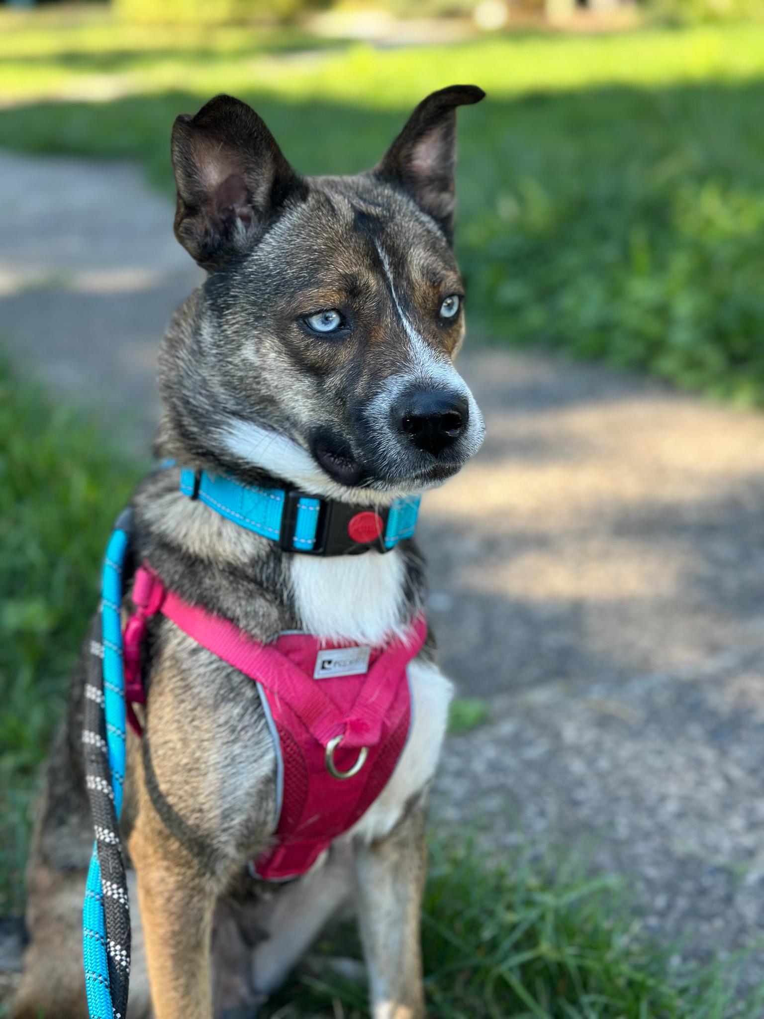 Enlarge Honey, an adoptable Pomsky in Montclair, NJ image 2/6