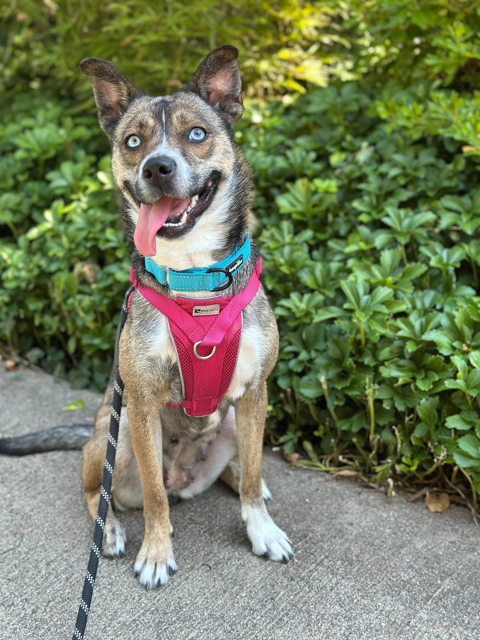 Enlarge Honey, an adoptable Pomsky in Montclair, NJ image 4/6