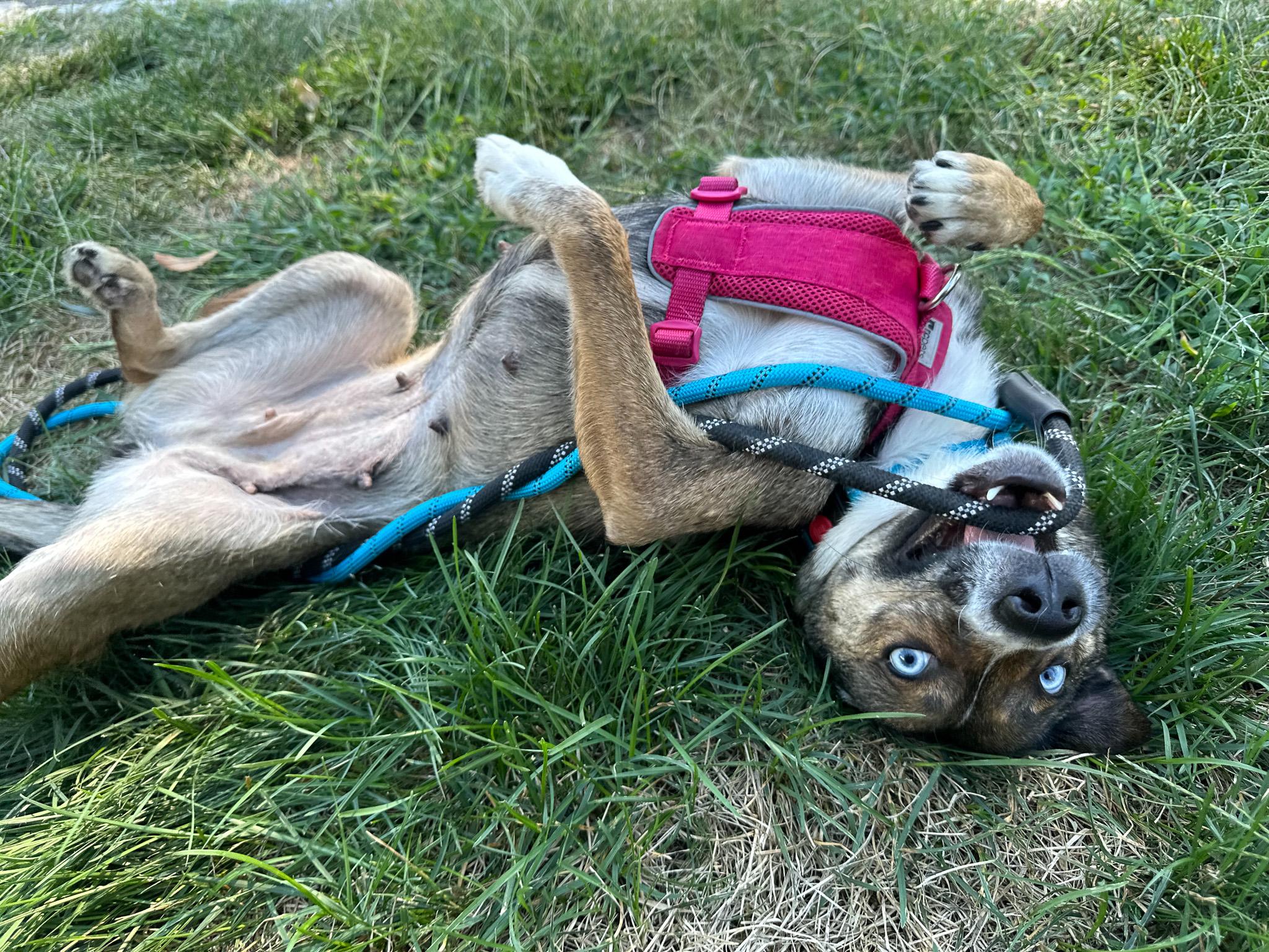 Honey, adoptable, Adult Female Pomsky.