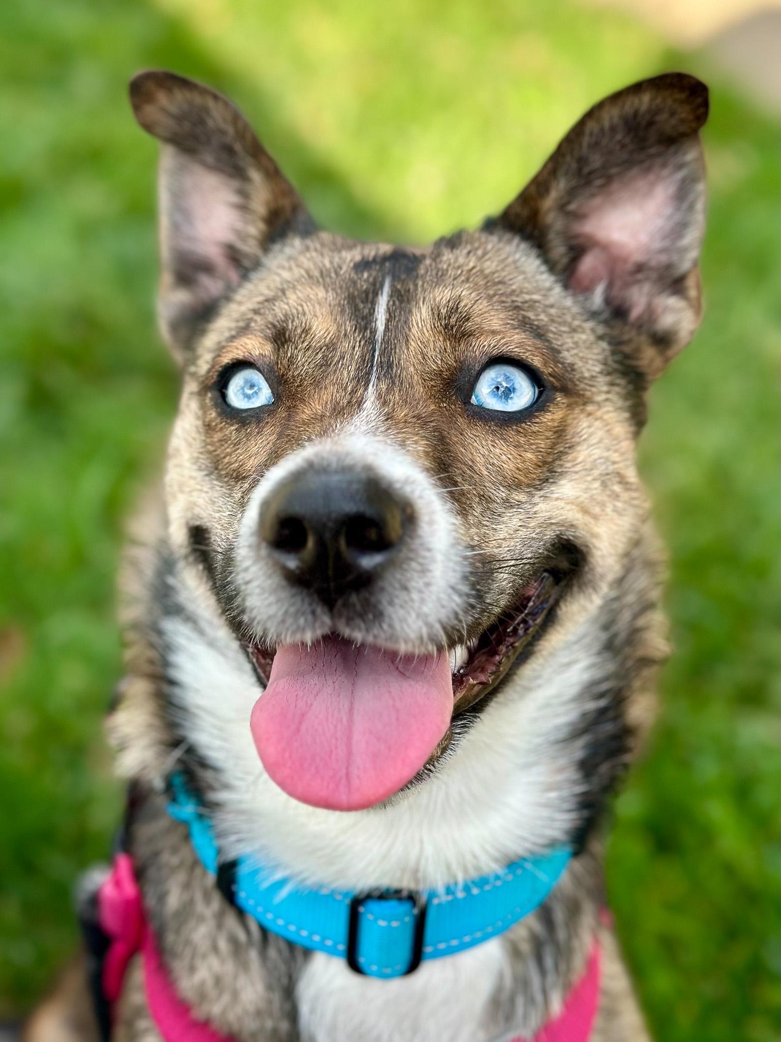 Enlarge Honey, an adoptable Pomsky in Montclair, NJ image 6/6