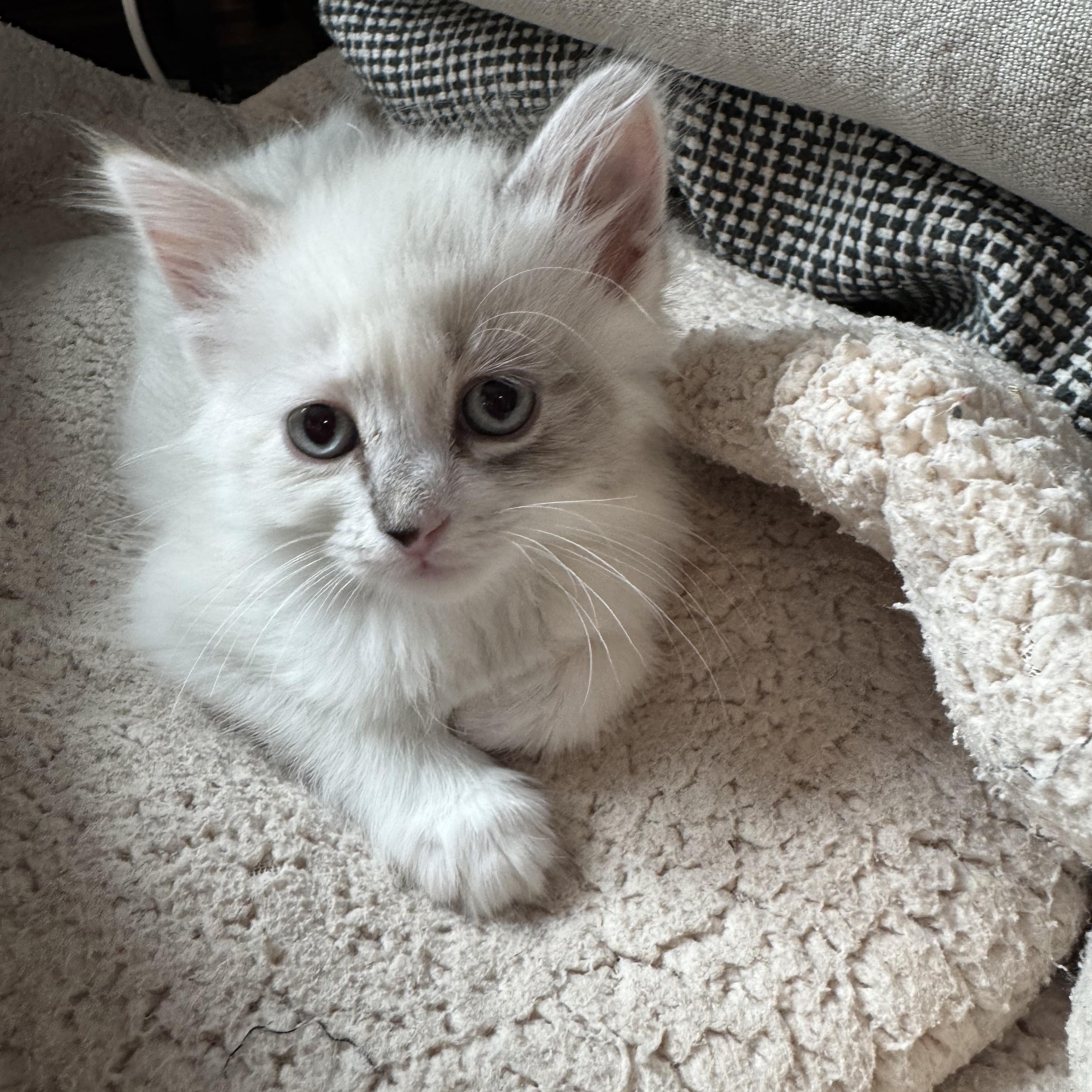Blanca, an adopted Domestic Long Hair in Milwaukee, WI image 4/5