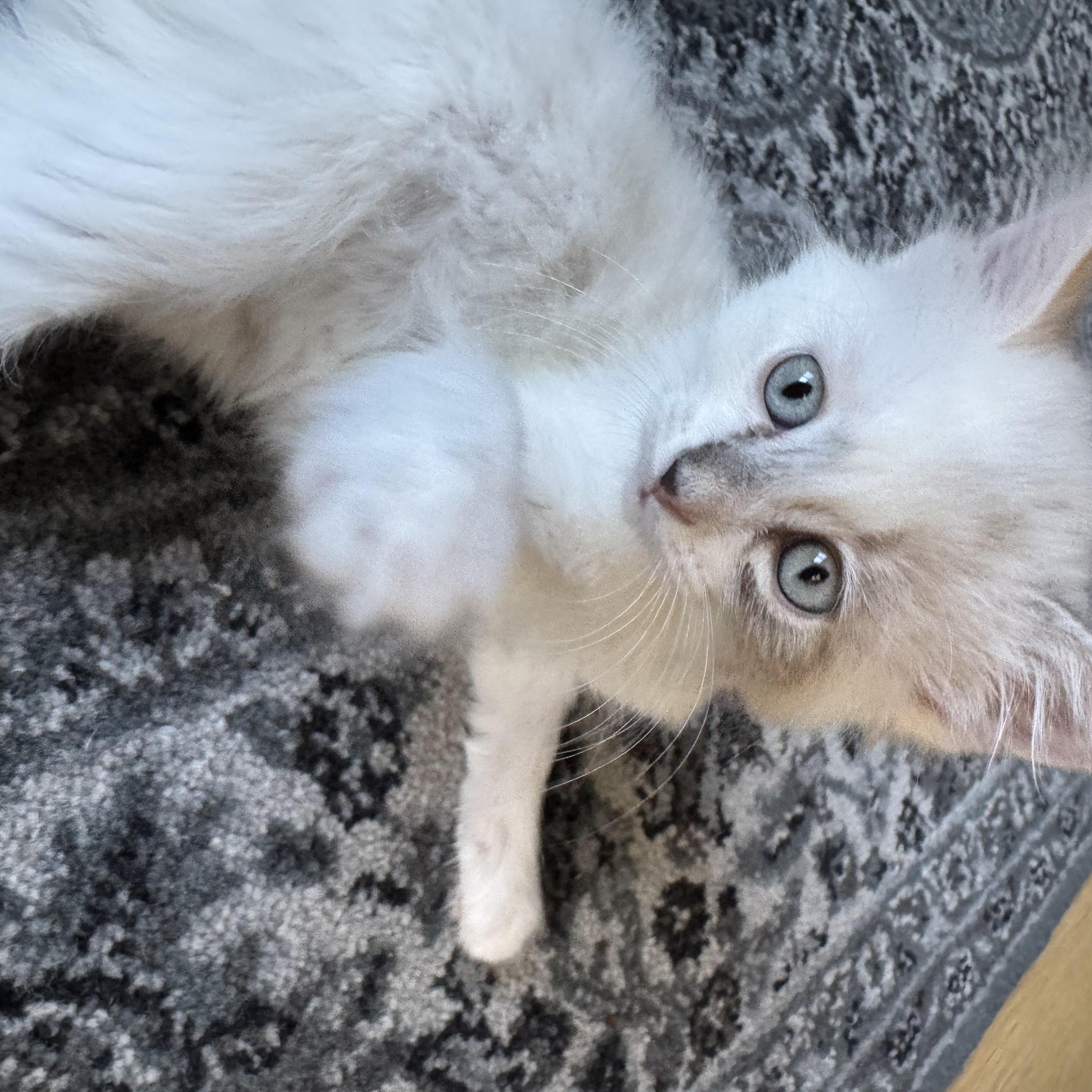 Blanca, an adopted Domestic Long Hair in Milwaukee, WI image 5/5