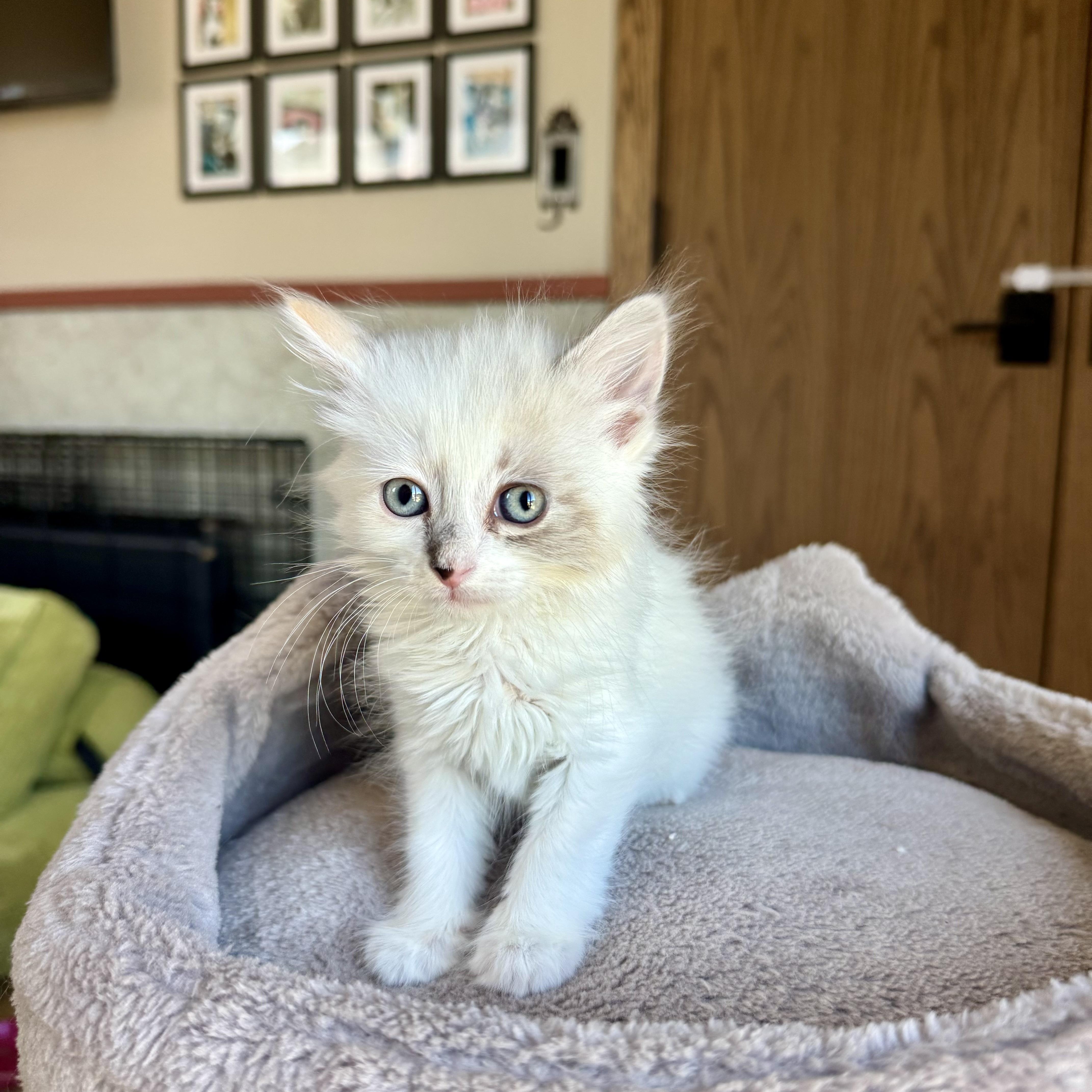 Blanca, an adopted Domestic Long Hair in Milwaukee, WI image 1/5