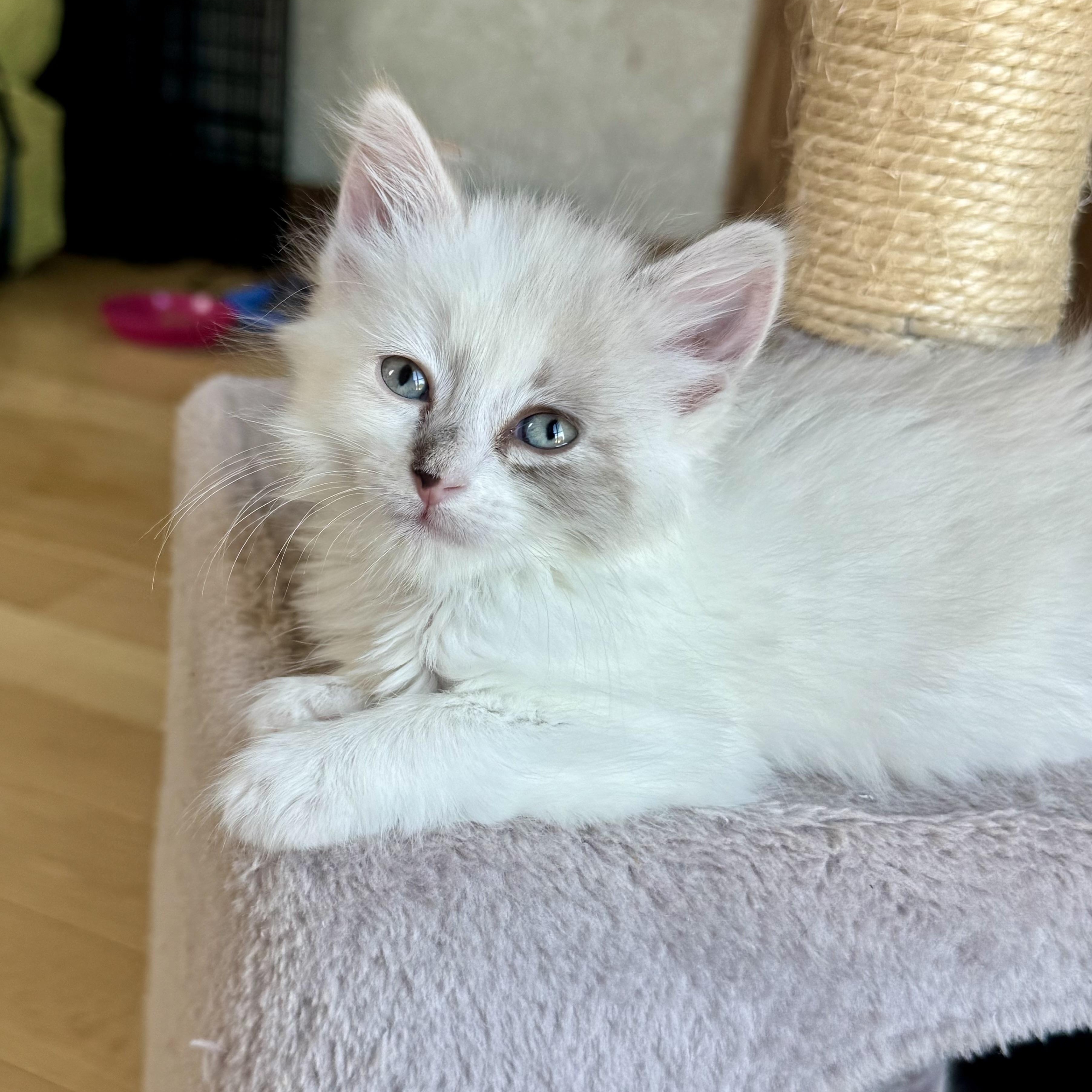 Blanca, an adopted Domestic Long Hair in Milwaukee, WI image 3/5