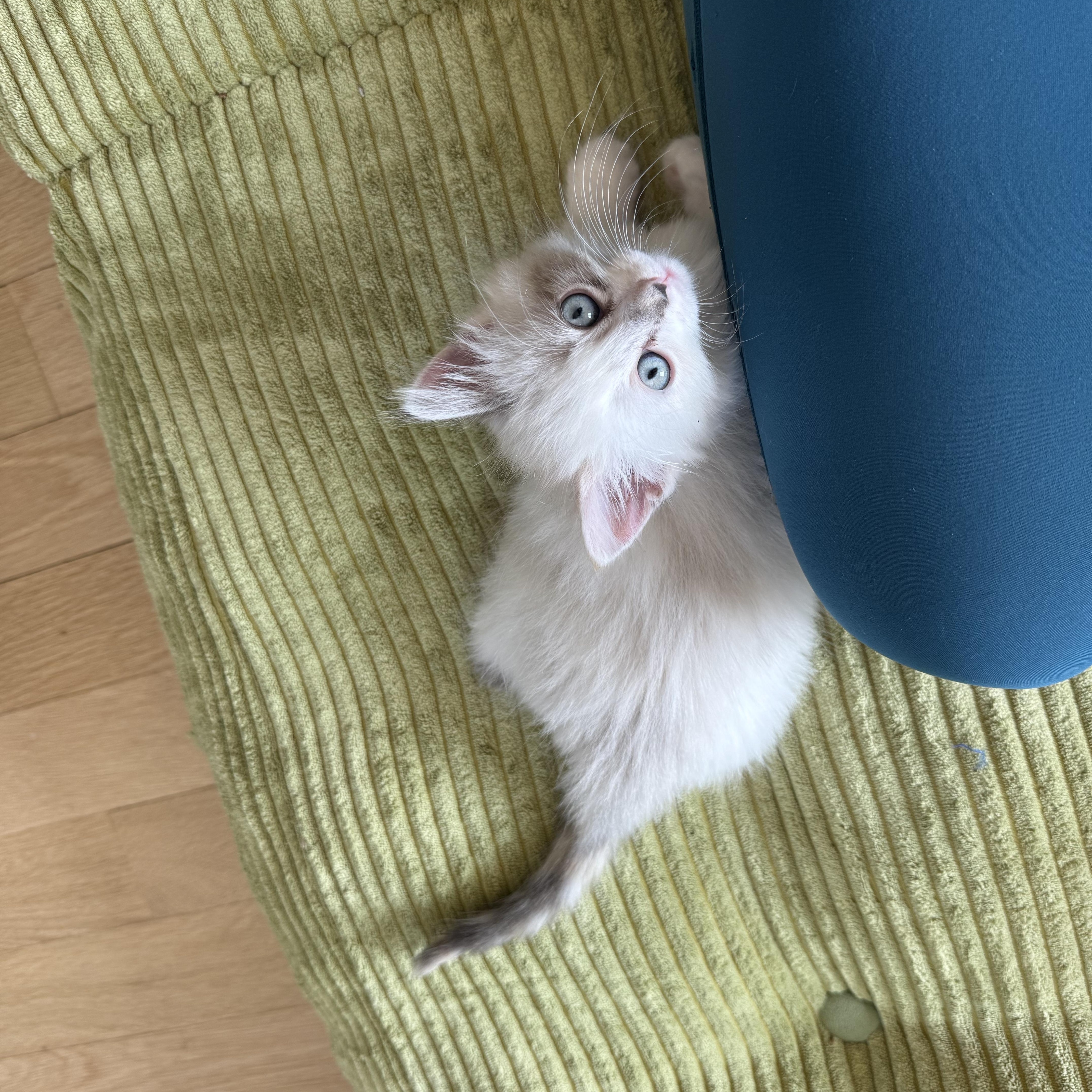 Blanca, an adopted Domestic Long Hair in Milwaukee, WI image 2/5