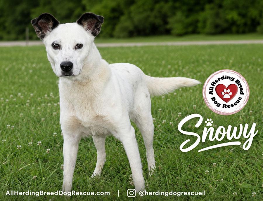 Enlarge Snowy, a ADOPTABLE mixed breed in Joliet, IL image 2/5