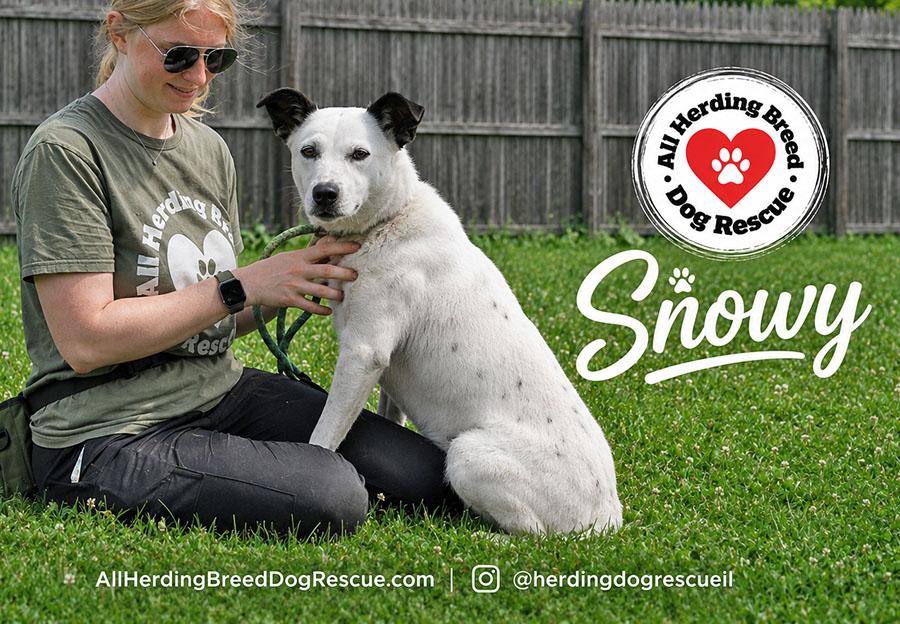 Enlarge Snowy, a ADOPTABLE mixed breed in Joliet, IL image 5/5