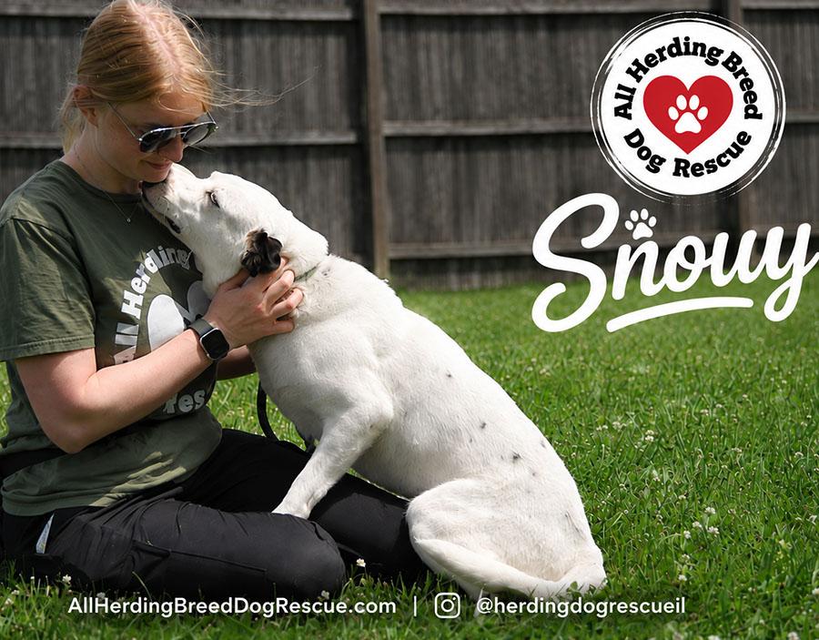 Enlarge Snowy, a ADOPTABLE mixed breed in Joliet, IL image 4/5