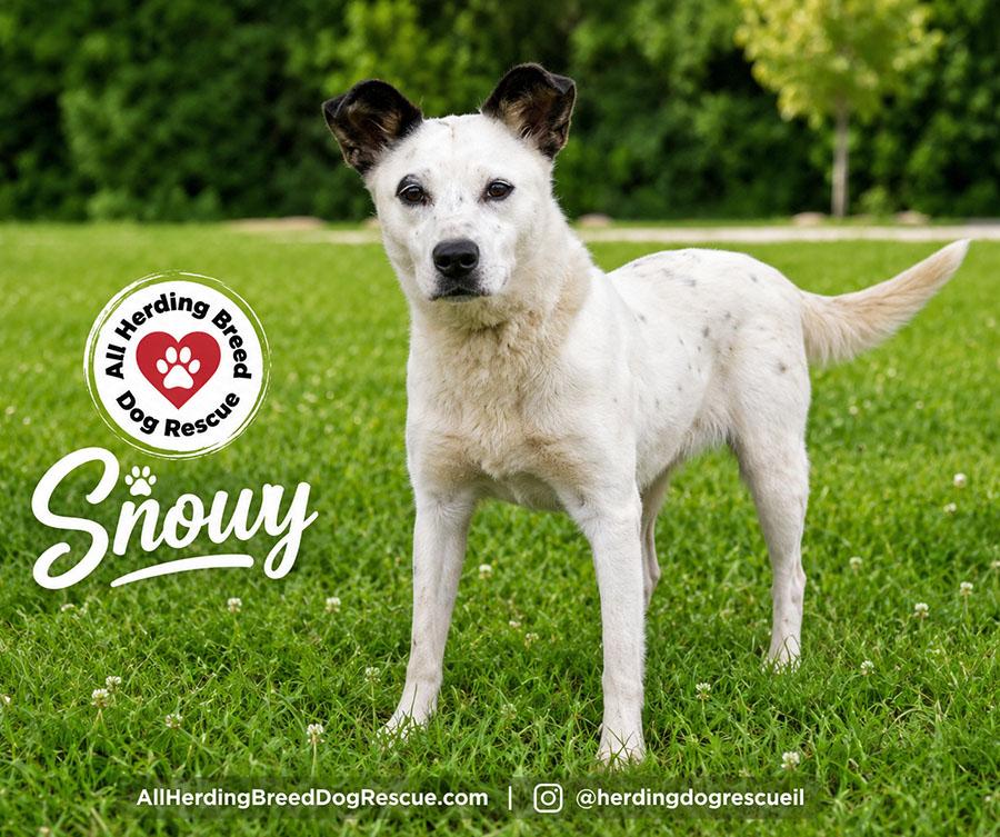 Enlarge Snowy, a ADOPTABLE mixed breed in Joliet, IL image 1/5