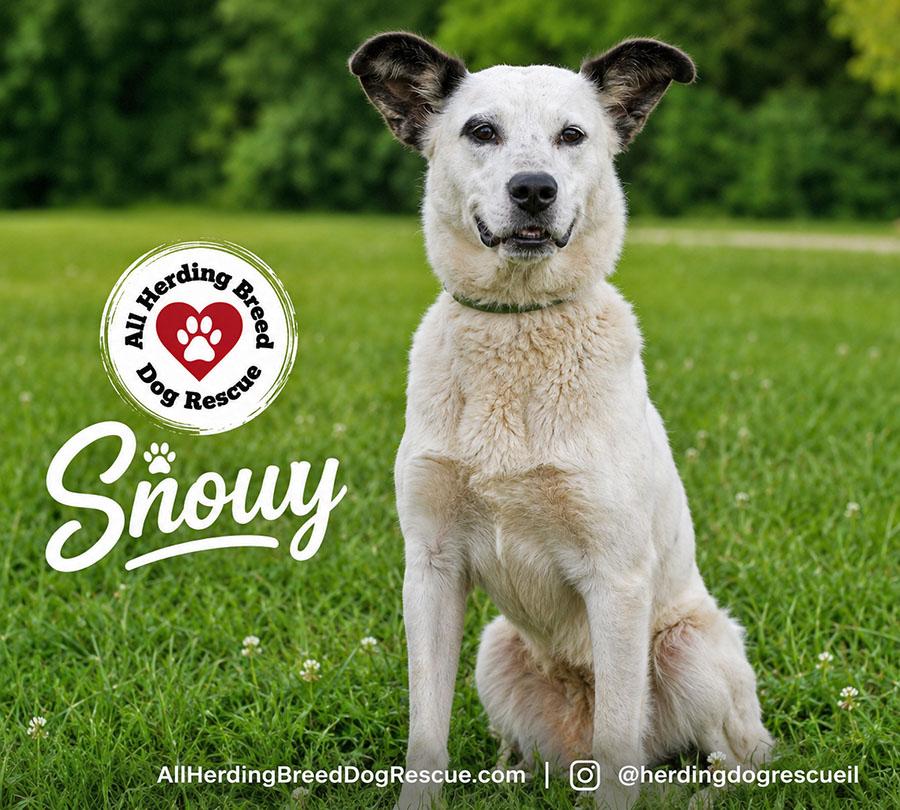 Enlarge Snowy, a ADOPTABLE mixed breed in Joliet, IL image 3/5