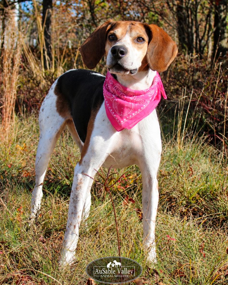 Enlarge Evie, a Adoptable Coonhound in Grayling, MI image 5/6