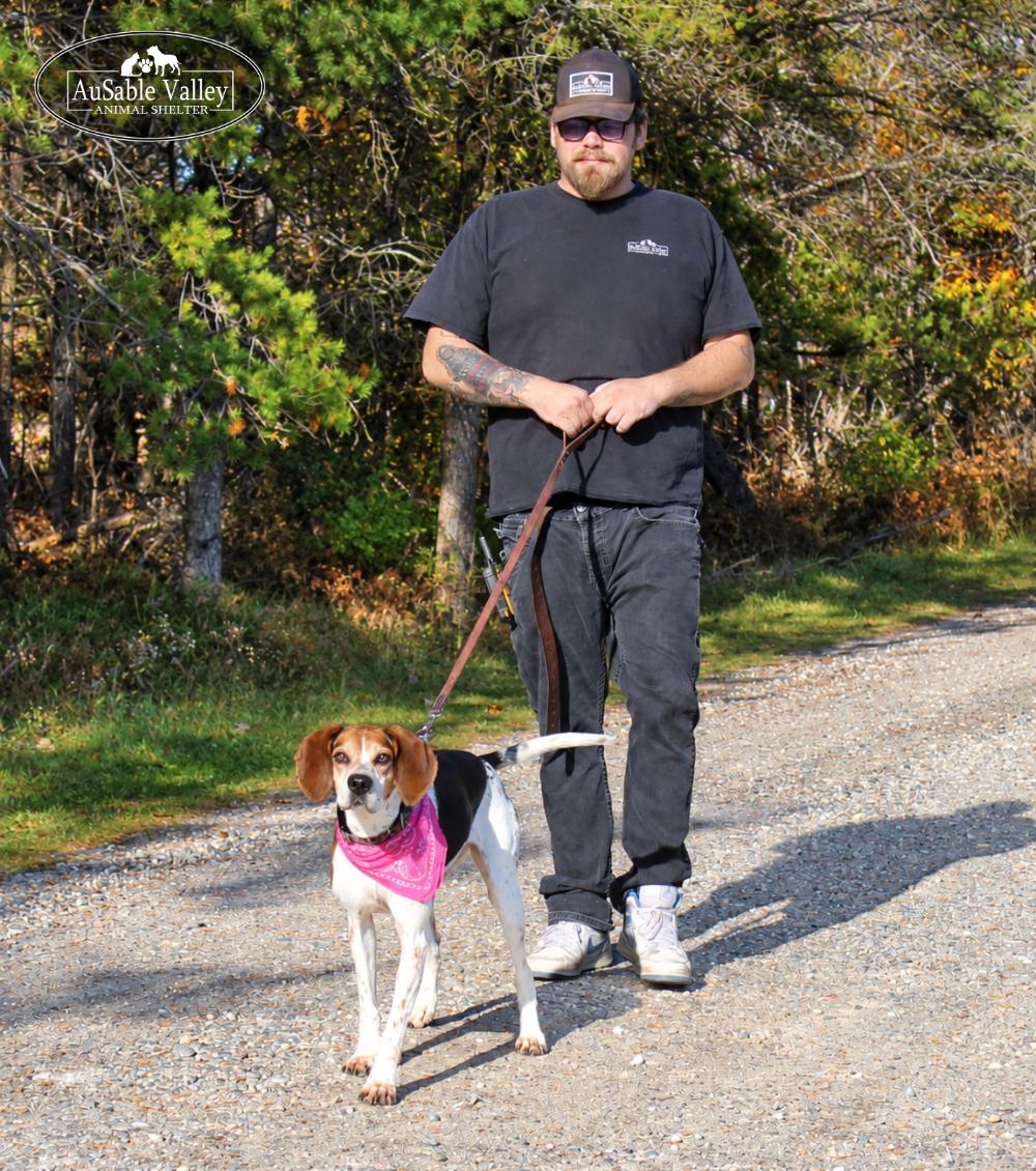 Enlarge Evie, a Adoptable Coonhound in Grayling, MI image 3/6