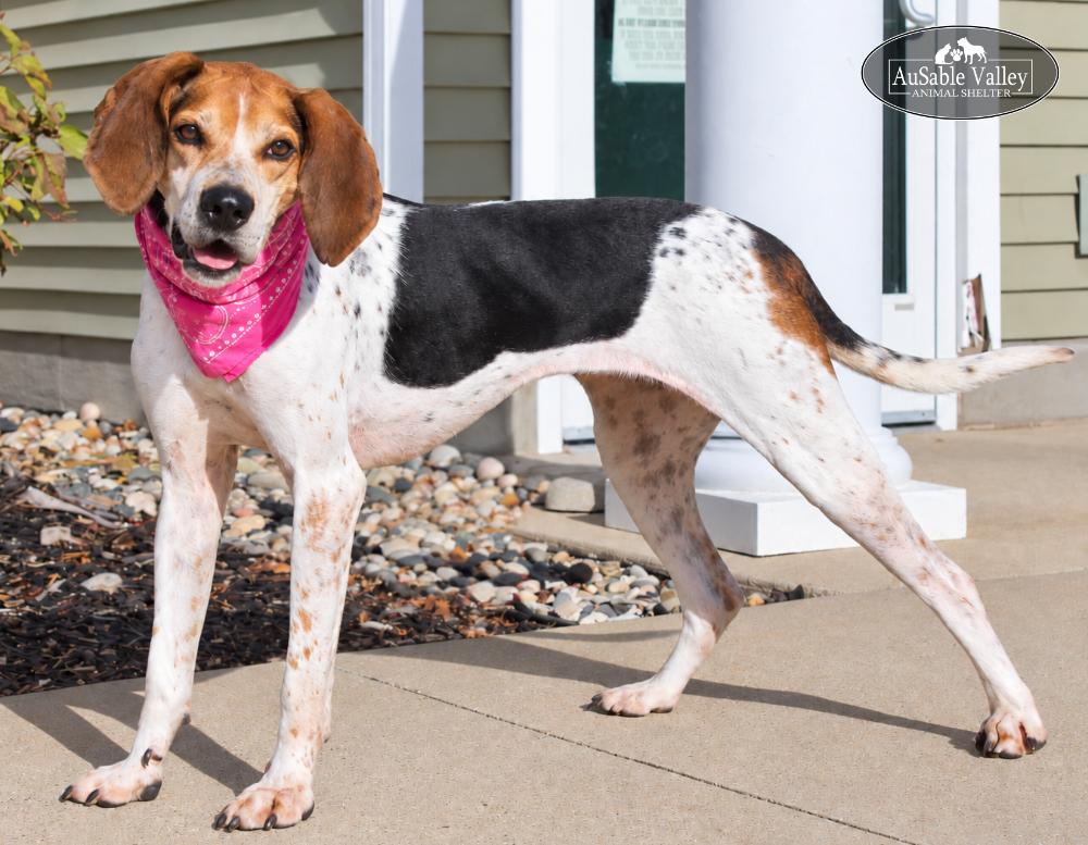 Enlarge Evie, a Adoptable Coonhound in Grayling, MI image 1/6