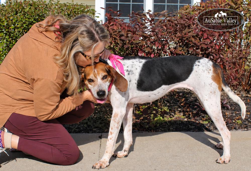 Enlarge Evie, a Adoptable Coonhound in Grayling, MI image 6/6