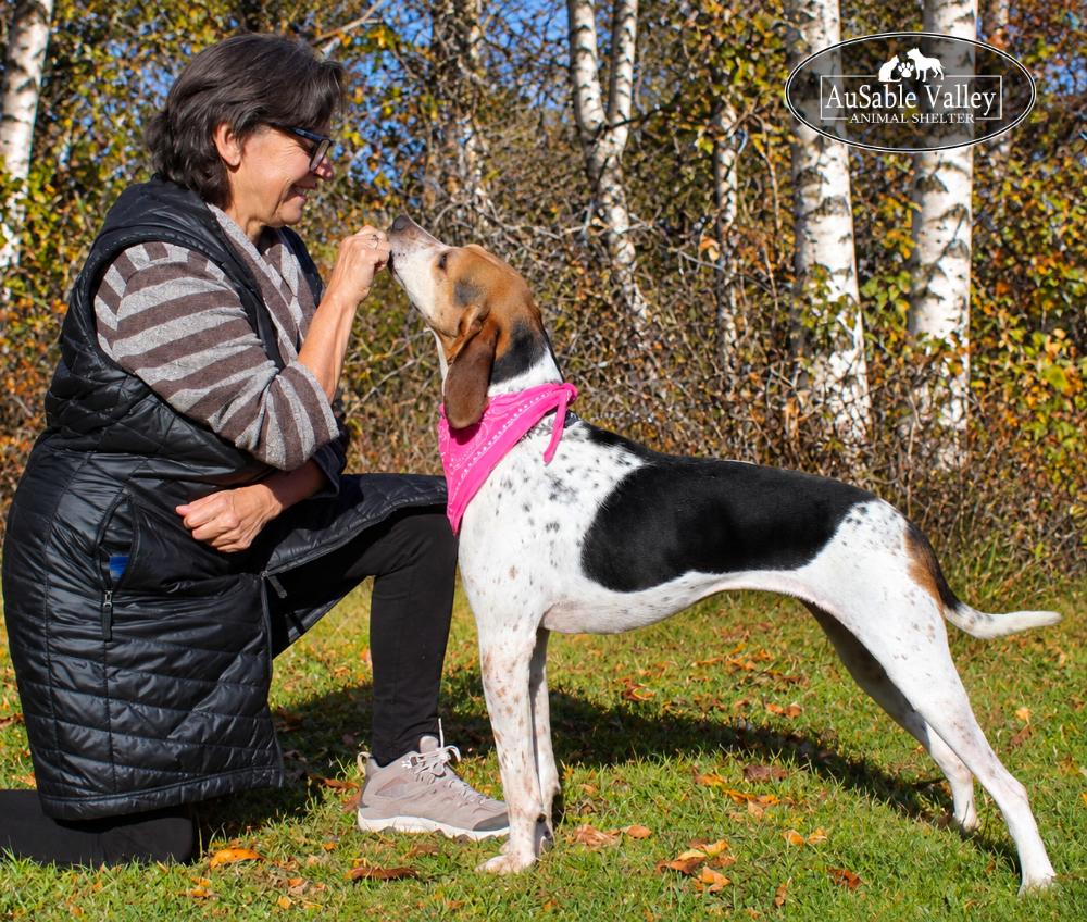 Enlarge Evie, a Adoptable Coonhound in Grayling, MI image 4/6