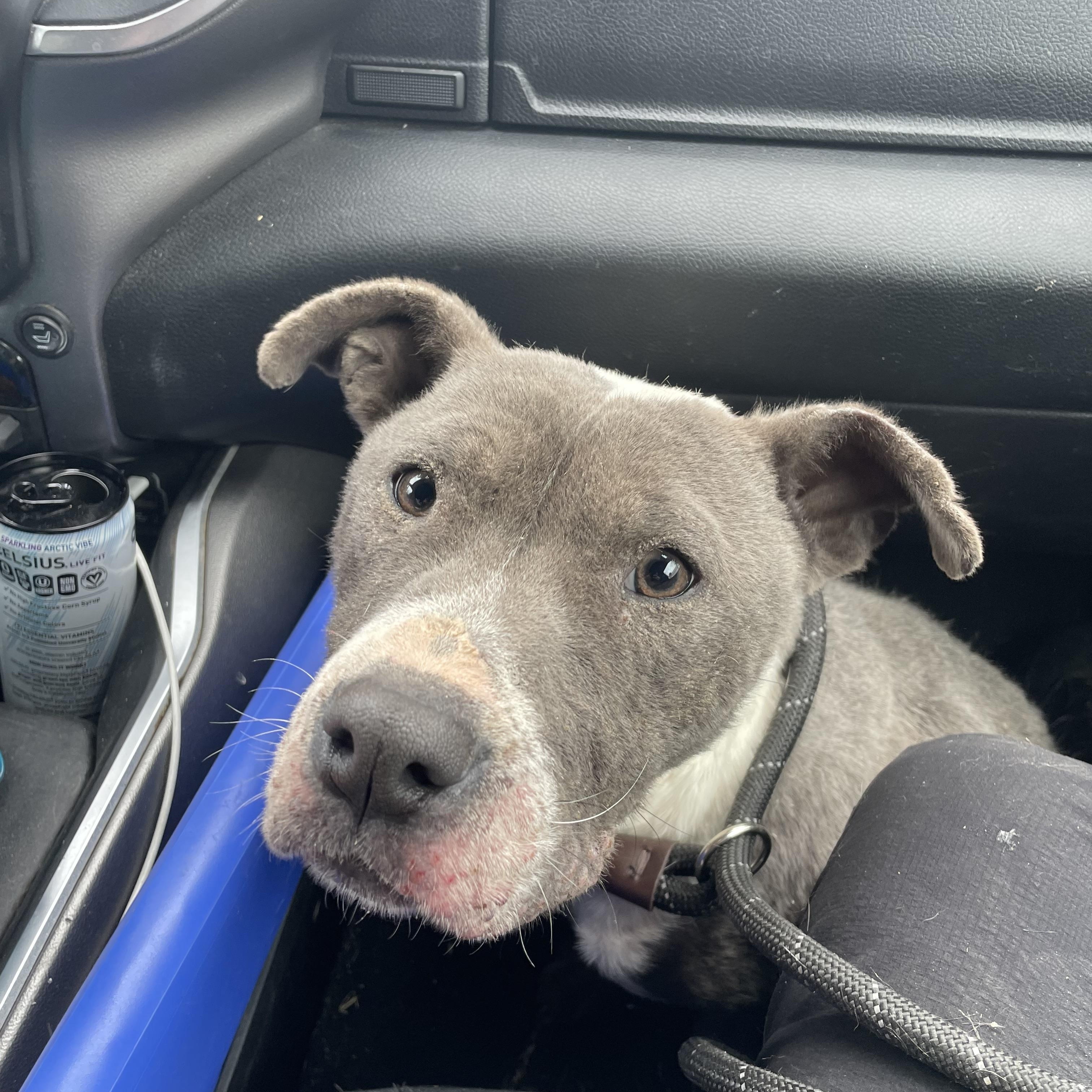 Enlarge Miles, a ADOPTABLE Mixed Breed in Oak Park, MI image 2/6