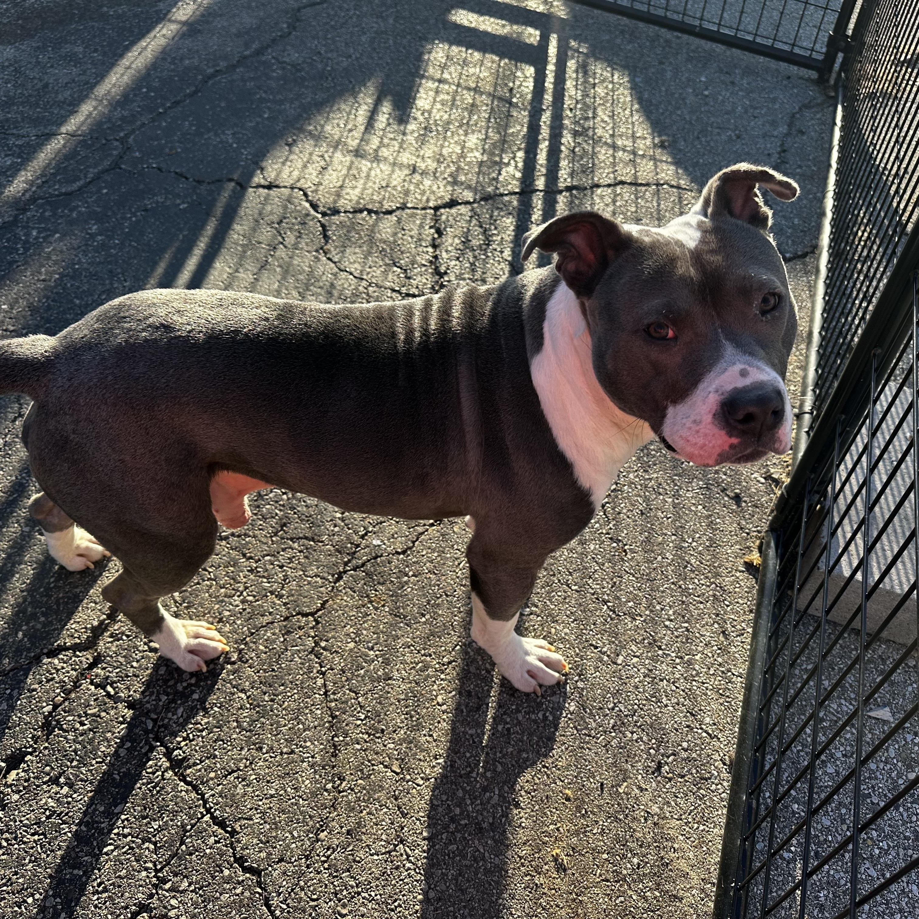 Enlarge Miles, a ADOPTABLE Mixed Breed in Oak Park, MI image 3/6