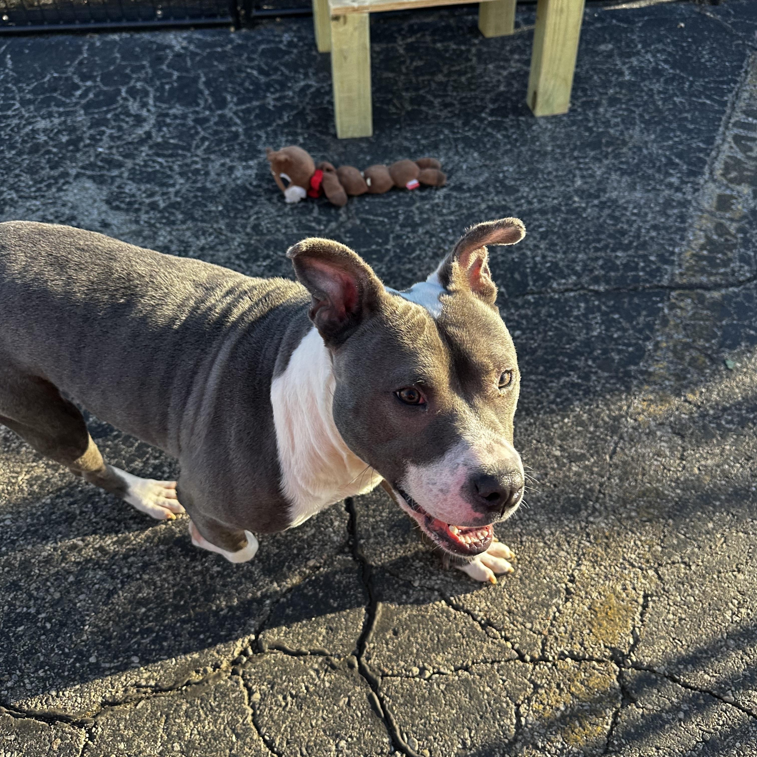 Enlarge Miles, a ADOPTABLE Mixed Breed in Oak Park, MI image 2/6