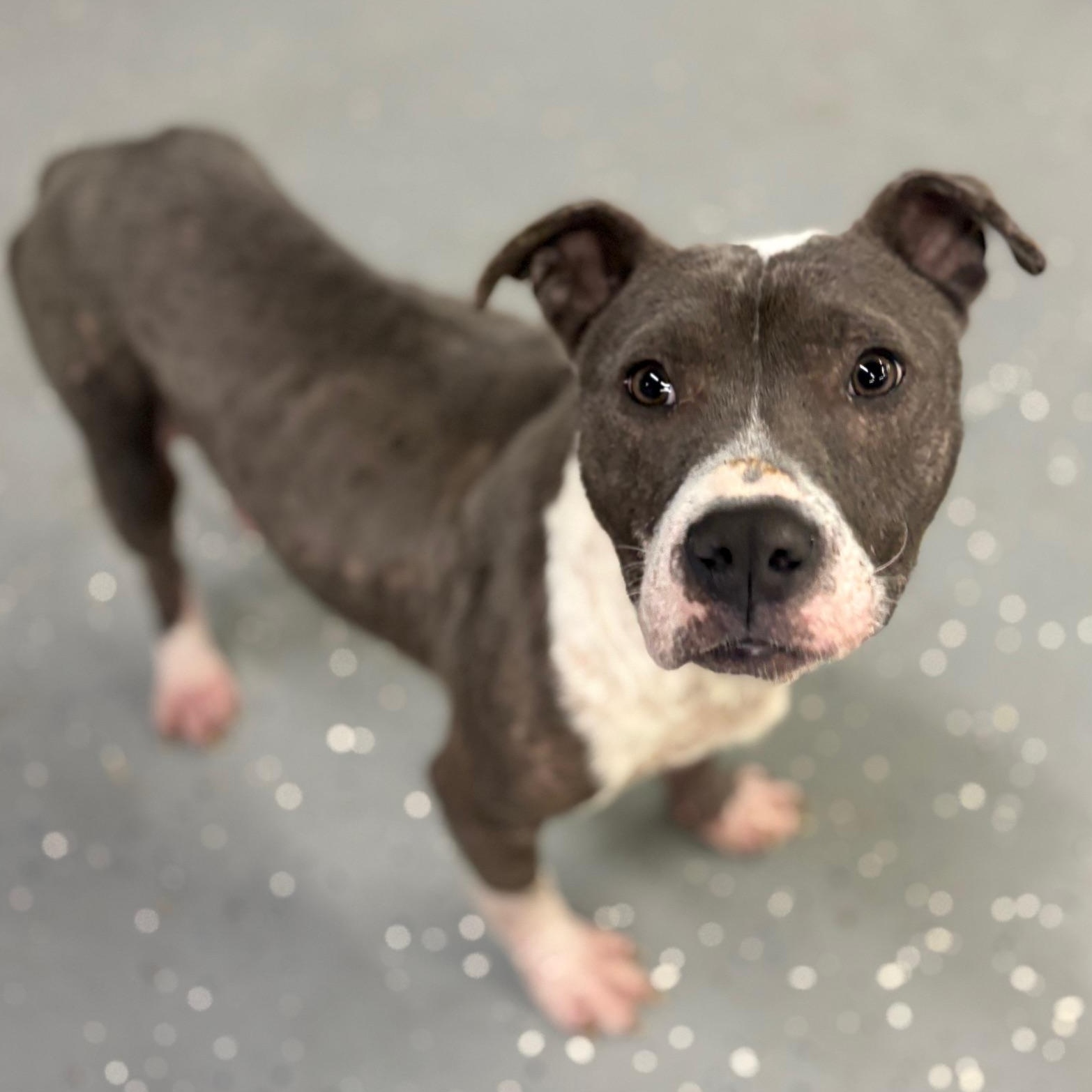 Enlarge Miles, a ADOPTABLE Mixed Breed in Oak Park, MI image 1/6