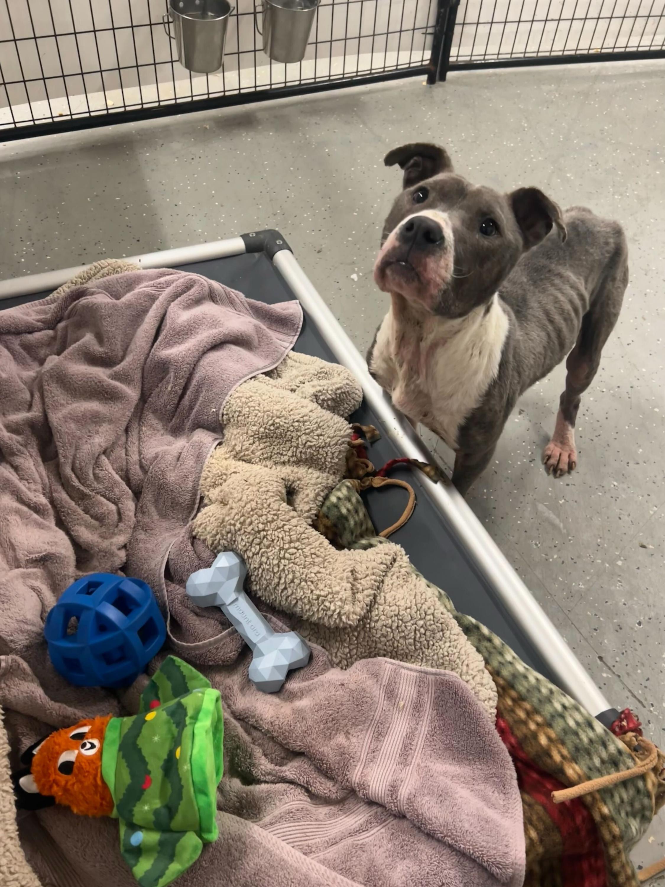 Enlarge Miles, a ADOPTABLE Mixed Breed in Oak Park, MI image 3/6